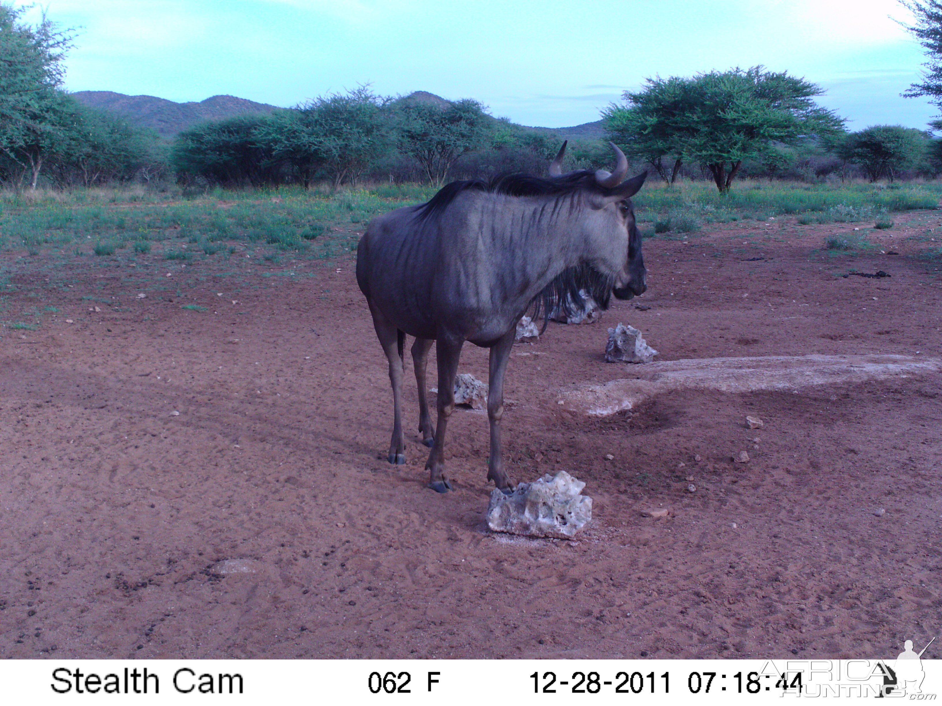 Trail Camera Namibia