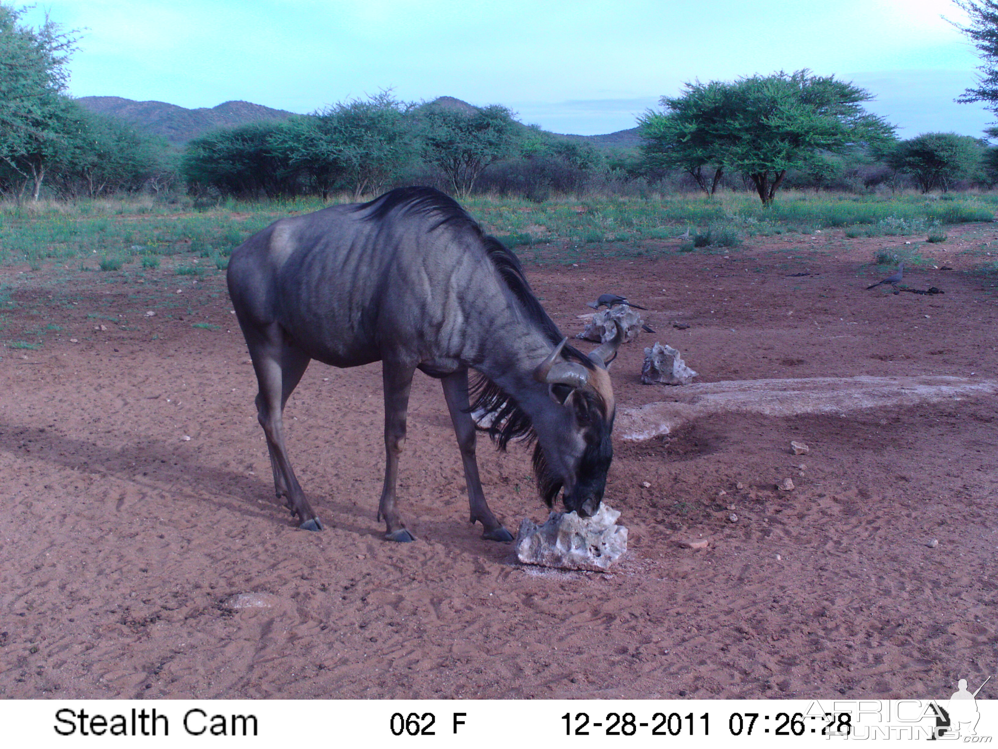 Trail Camera Namibia