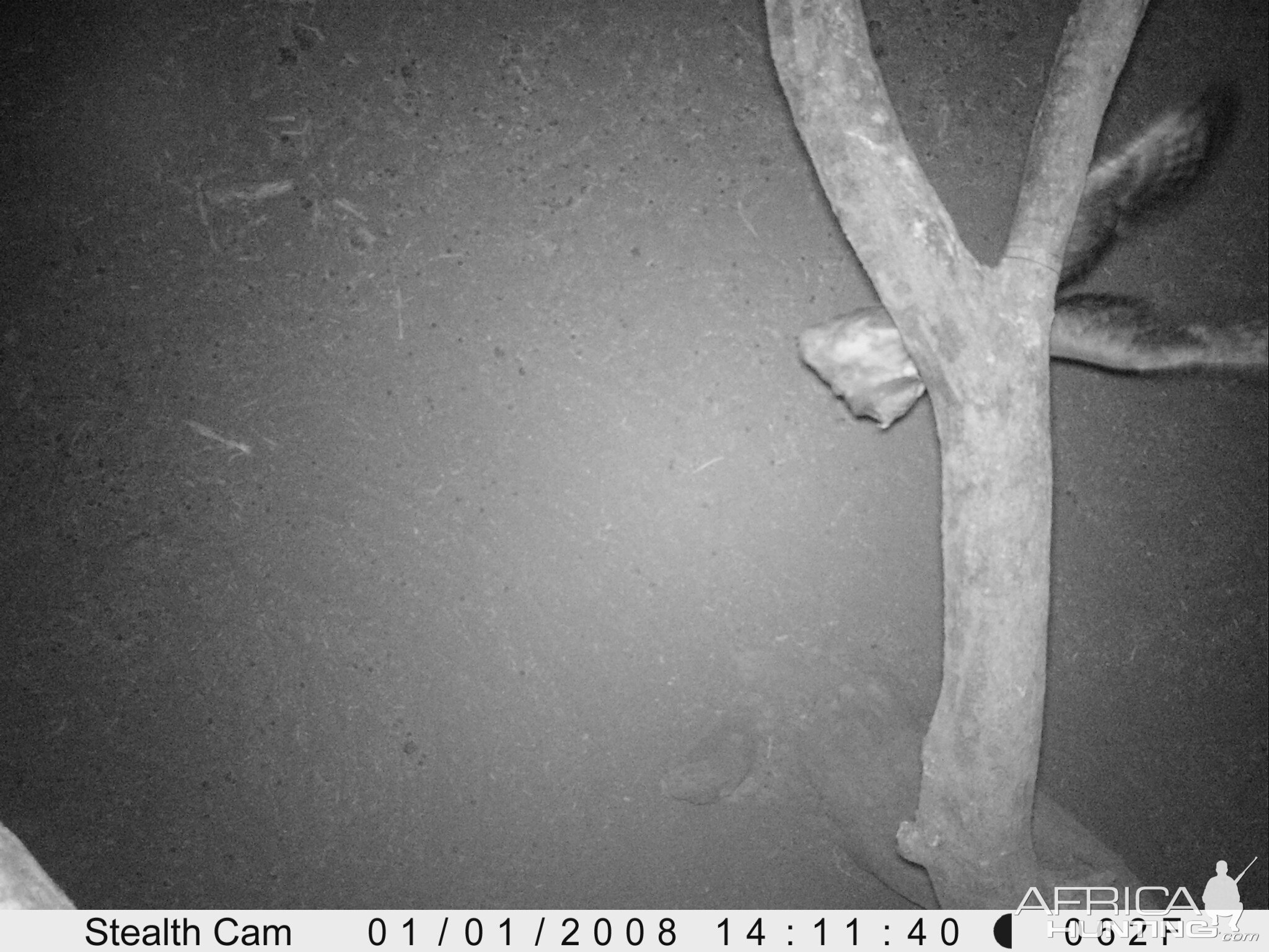 Trail Camera