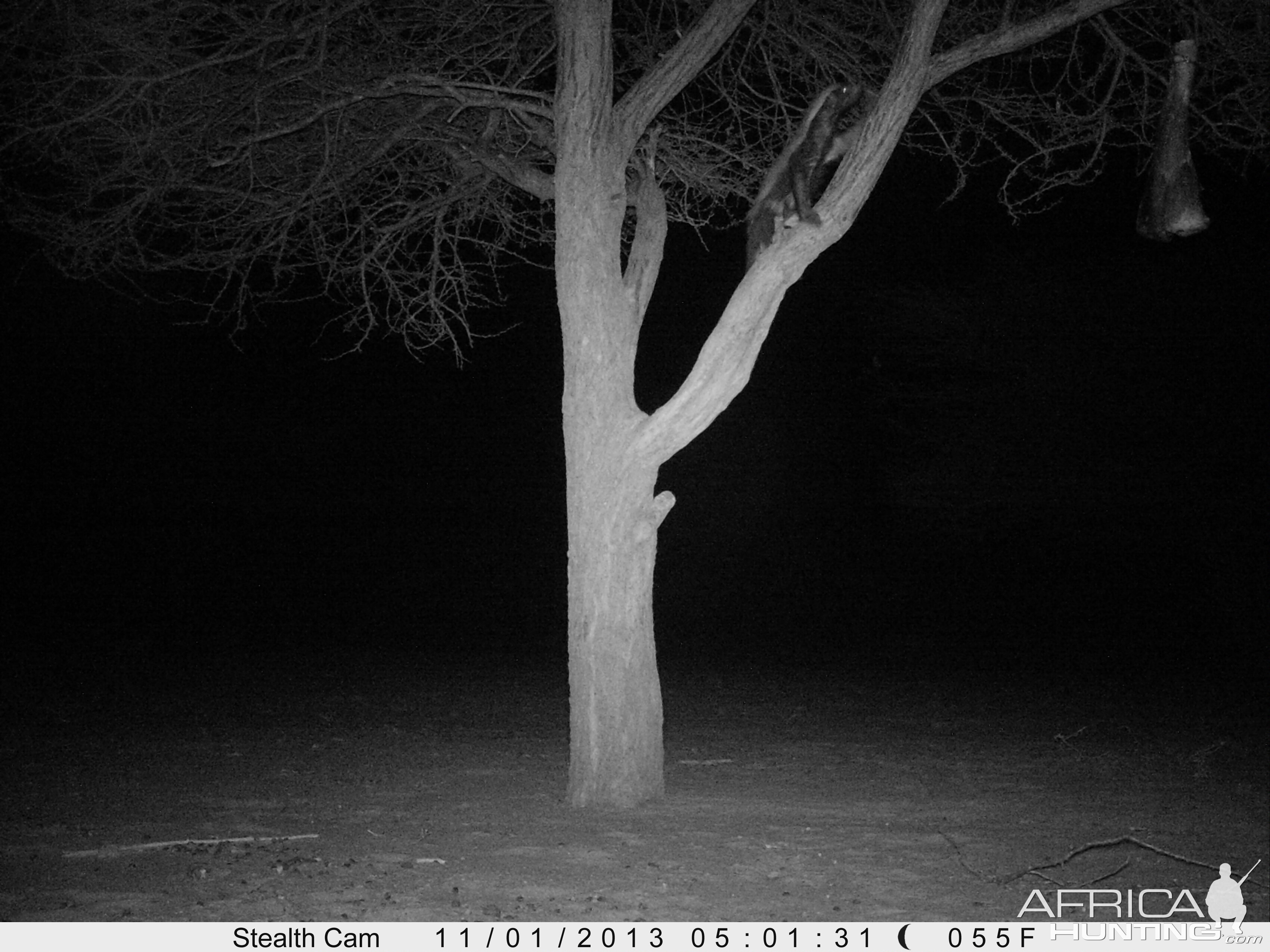 Trail Camera