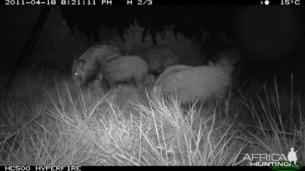 Trailcam photo of Bushpigs from one of our bait stations