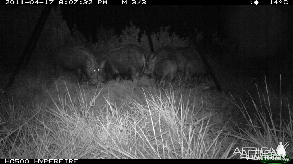 Trailcam photo of Bushpigs from one of our bait stations