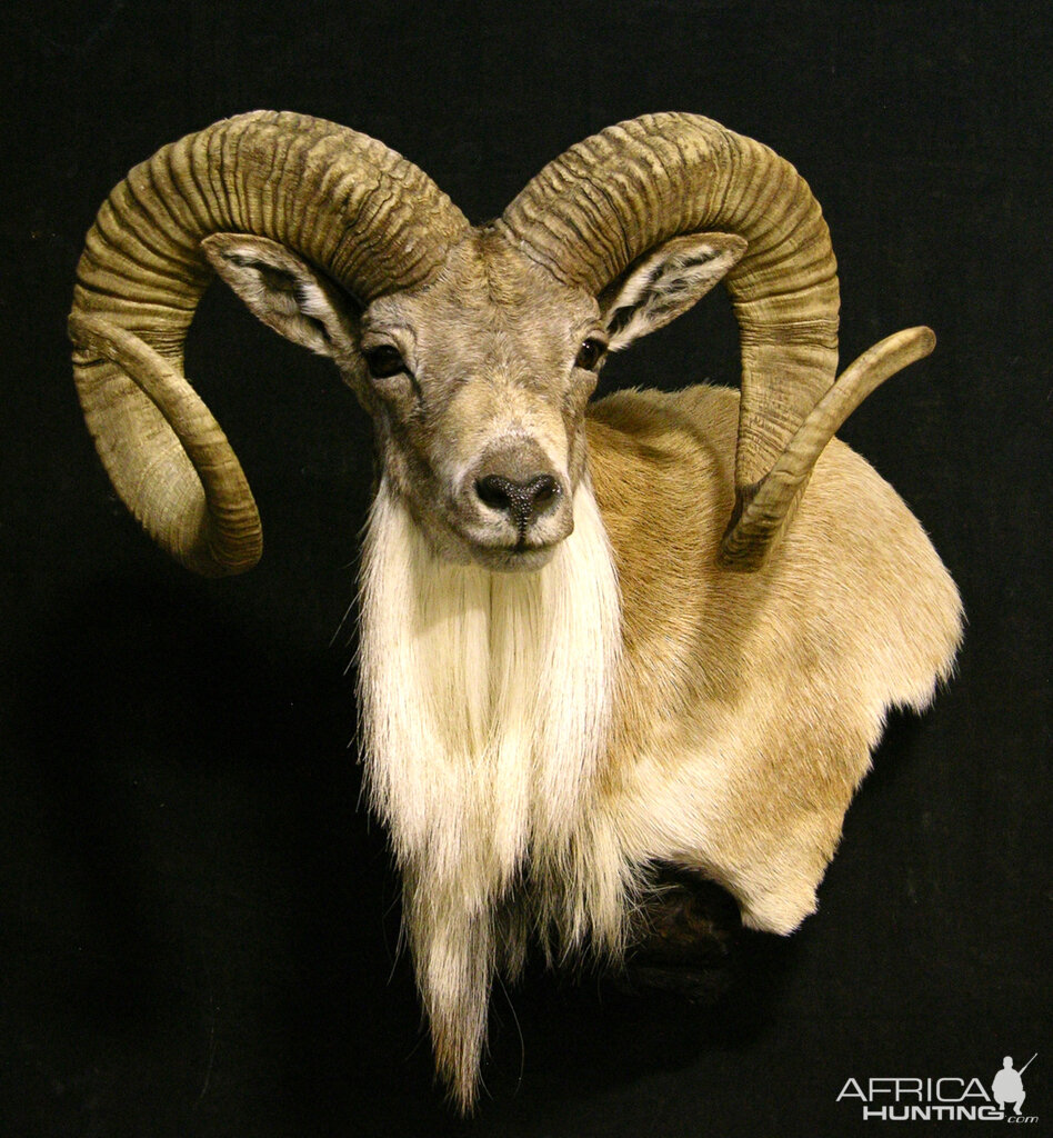 Transcasian Urial Sheep Shoulder Mount Taxidermy