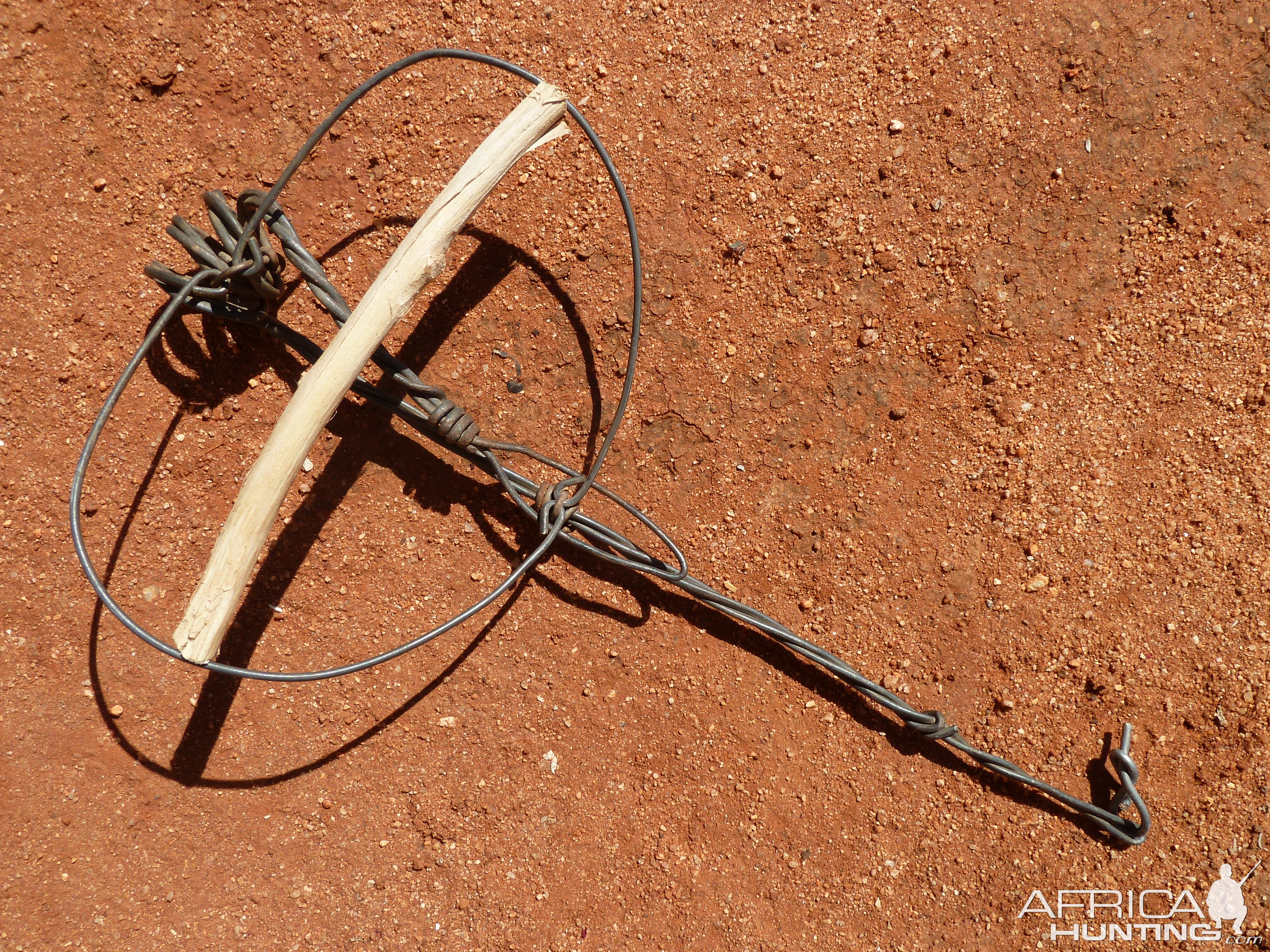 Trap made of fence wire