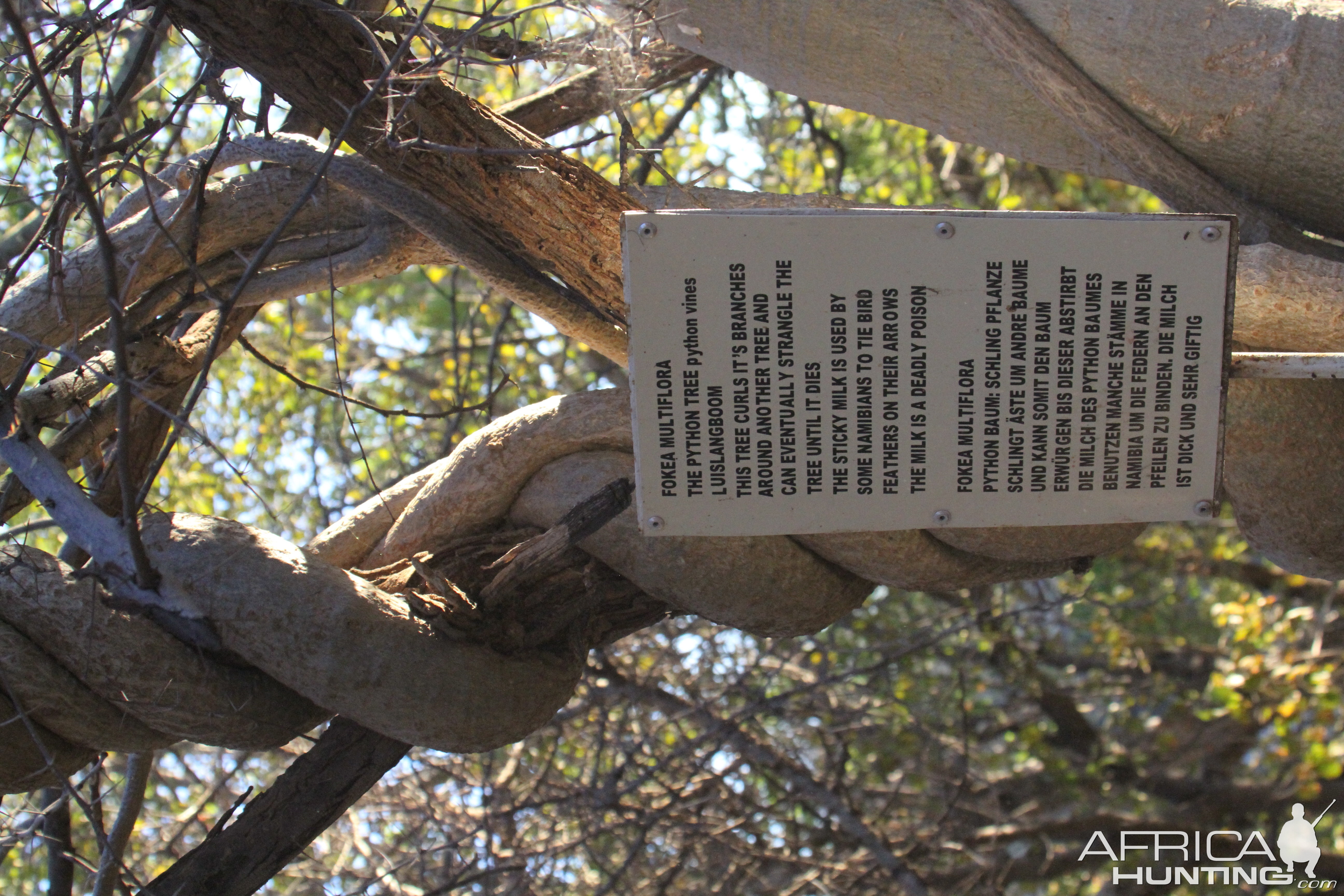 Tree at Otjikoto Lake in Namibia