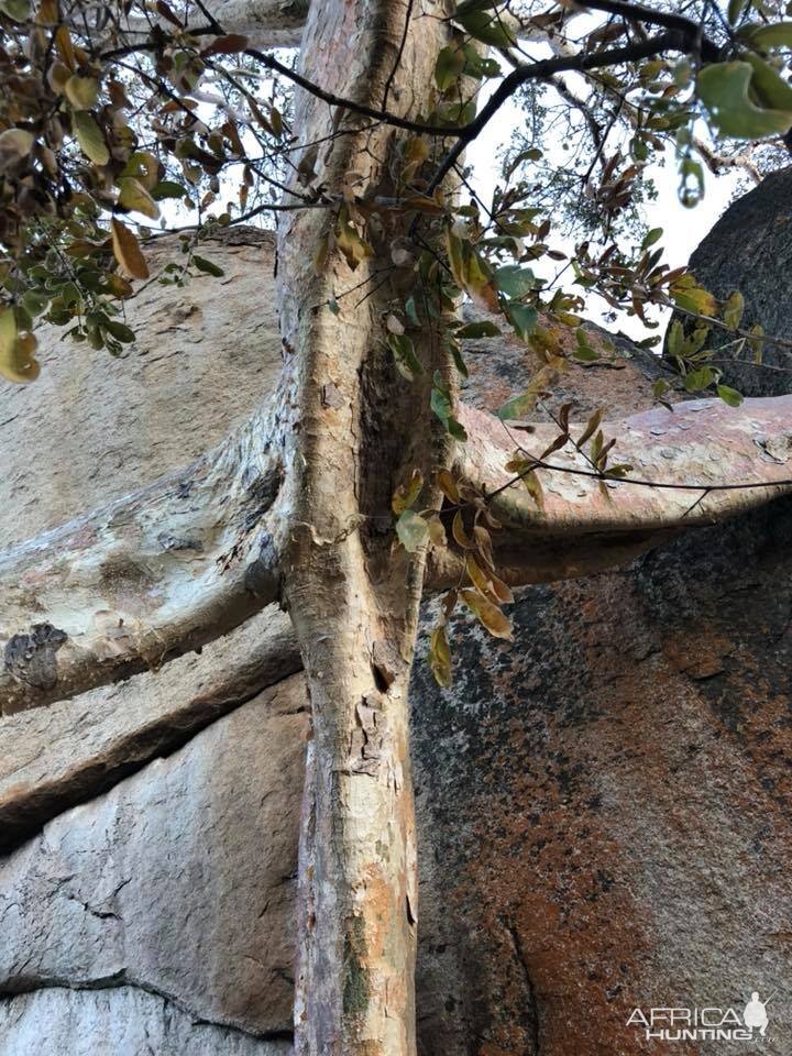 Tree in a rock in Zimbabwe