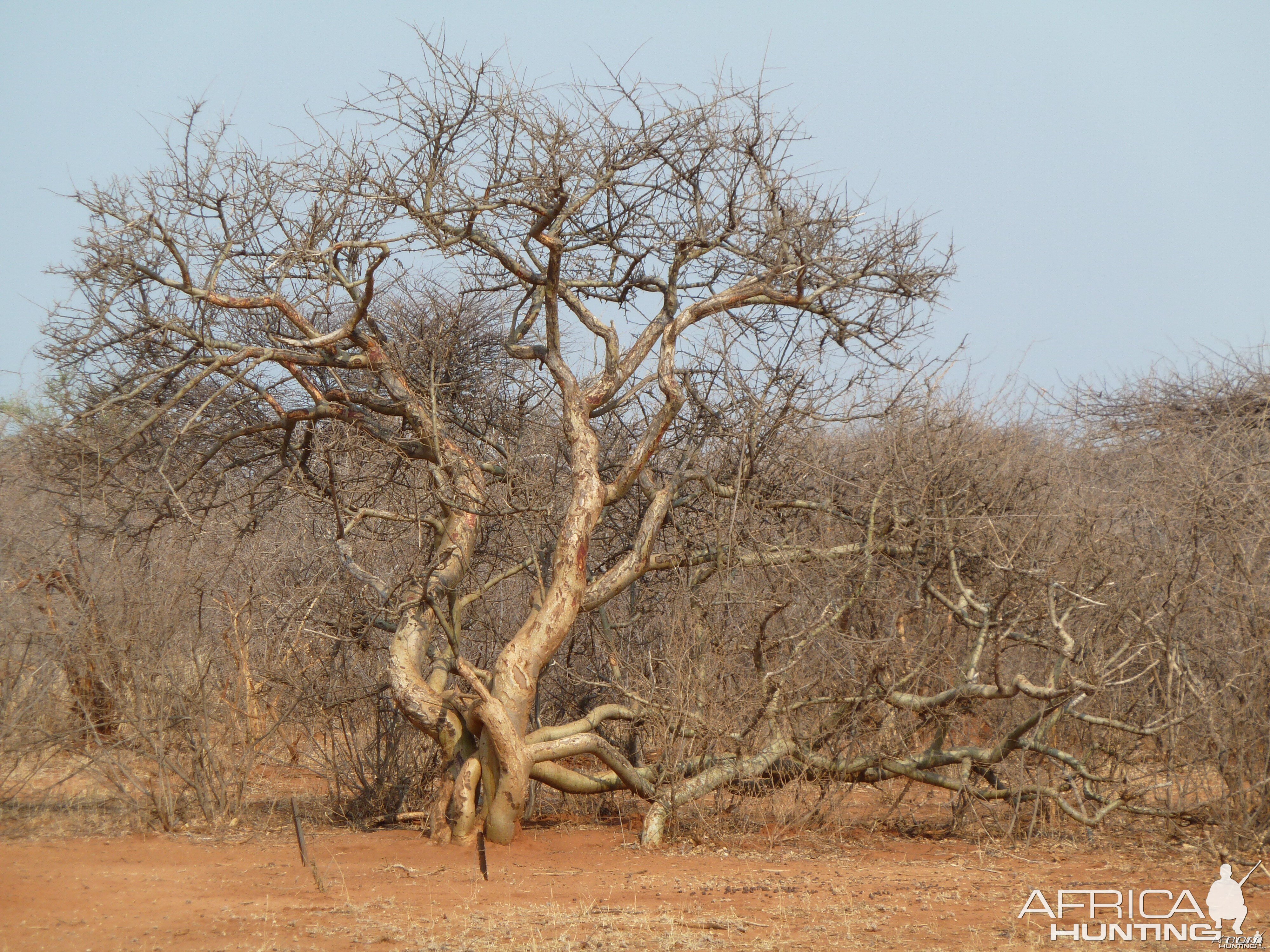 Tree Namibia