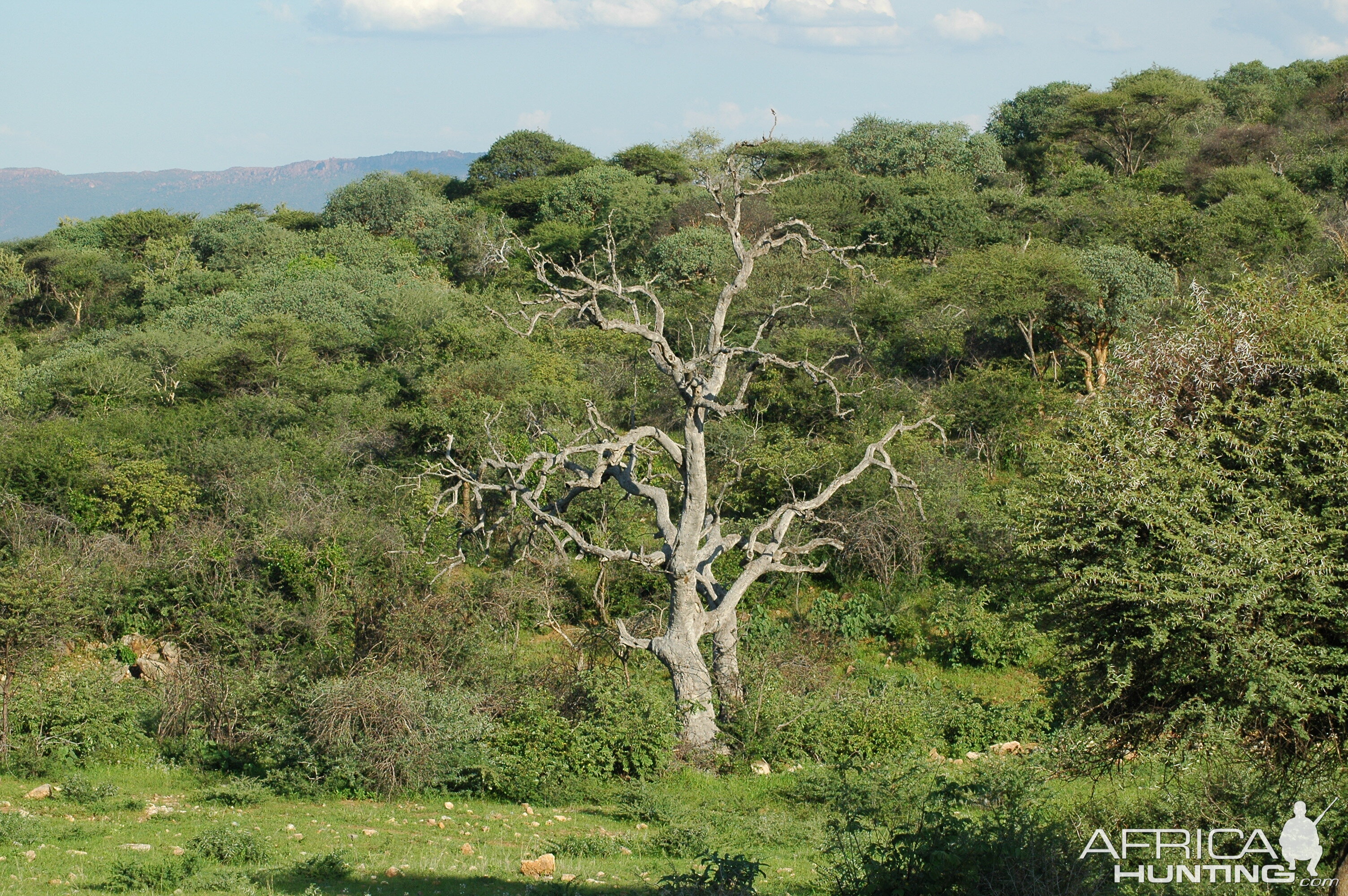 Tree Namibia