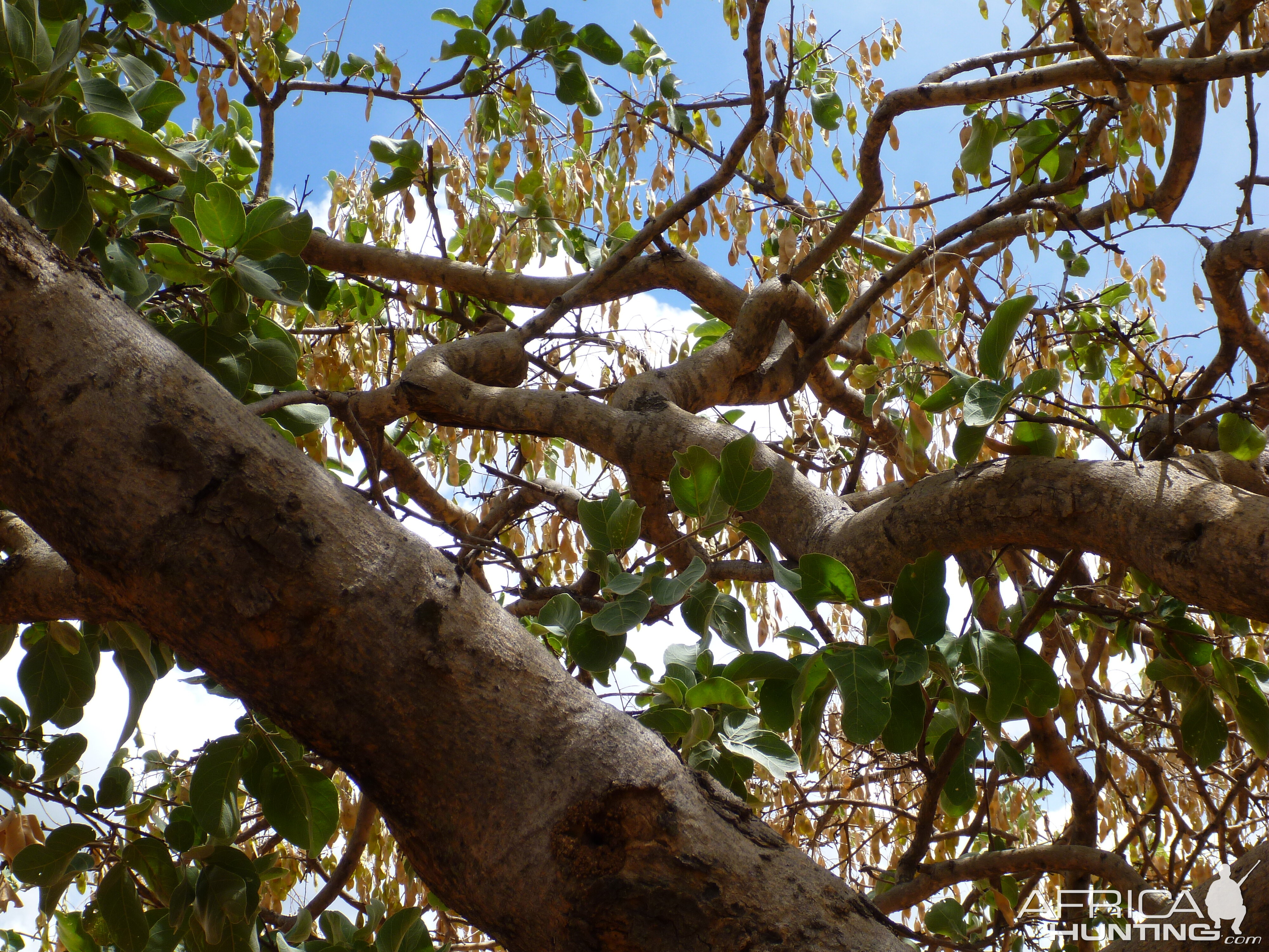 Tree Namibia