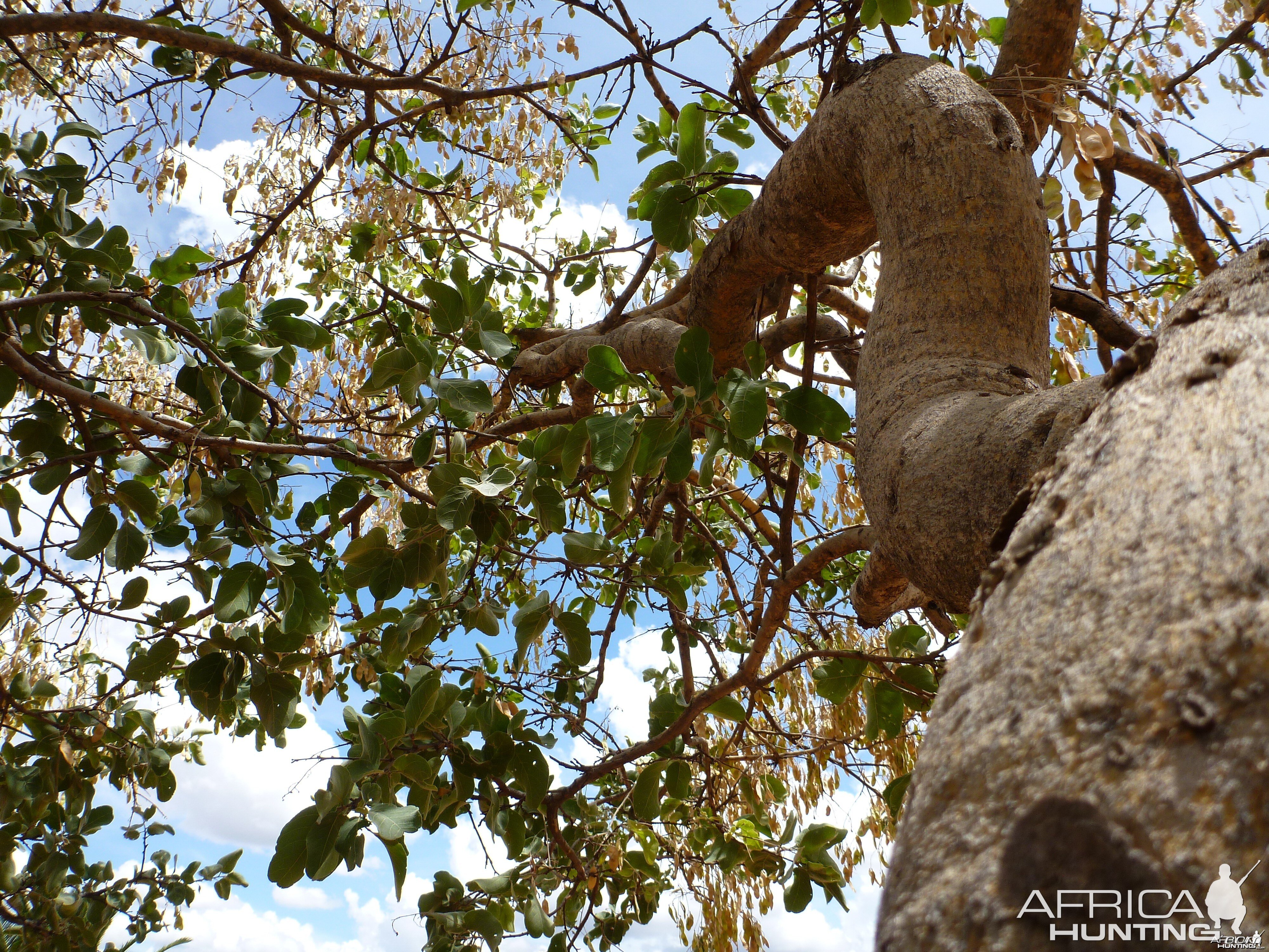 Tree Namibia