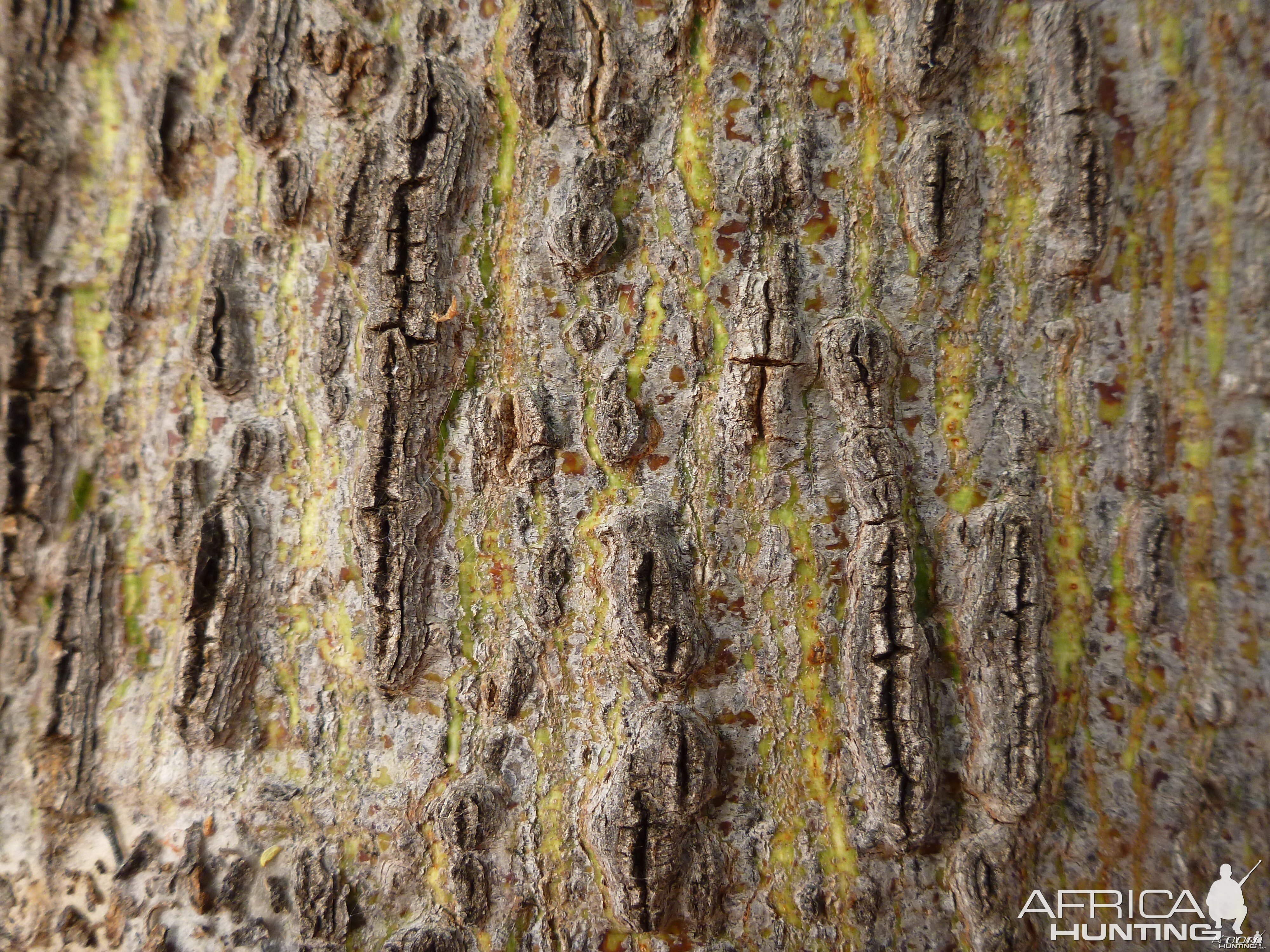 Tree Namibia