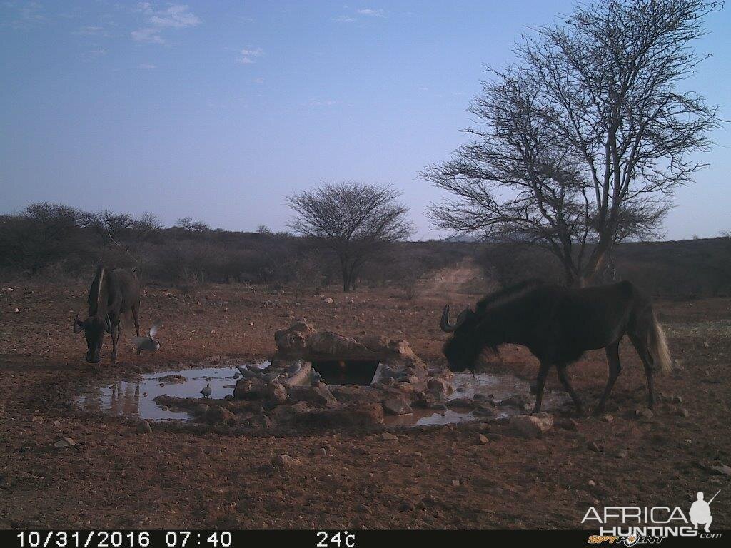 Trial Cam Black Wildebeest