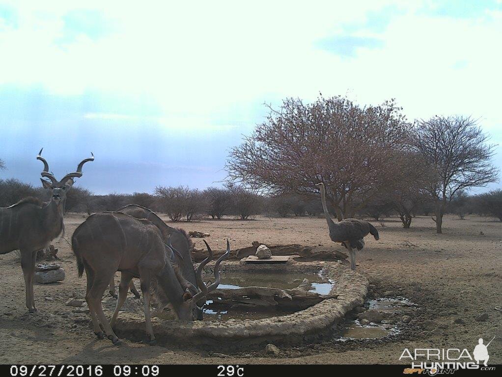 Trial Cam Kudu