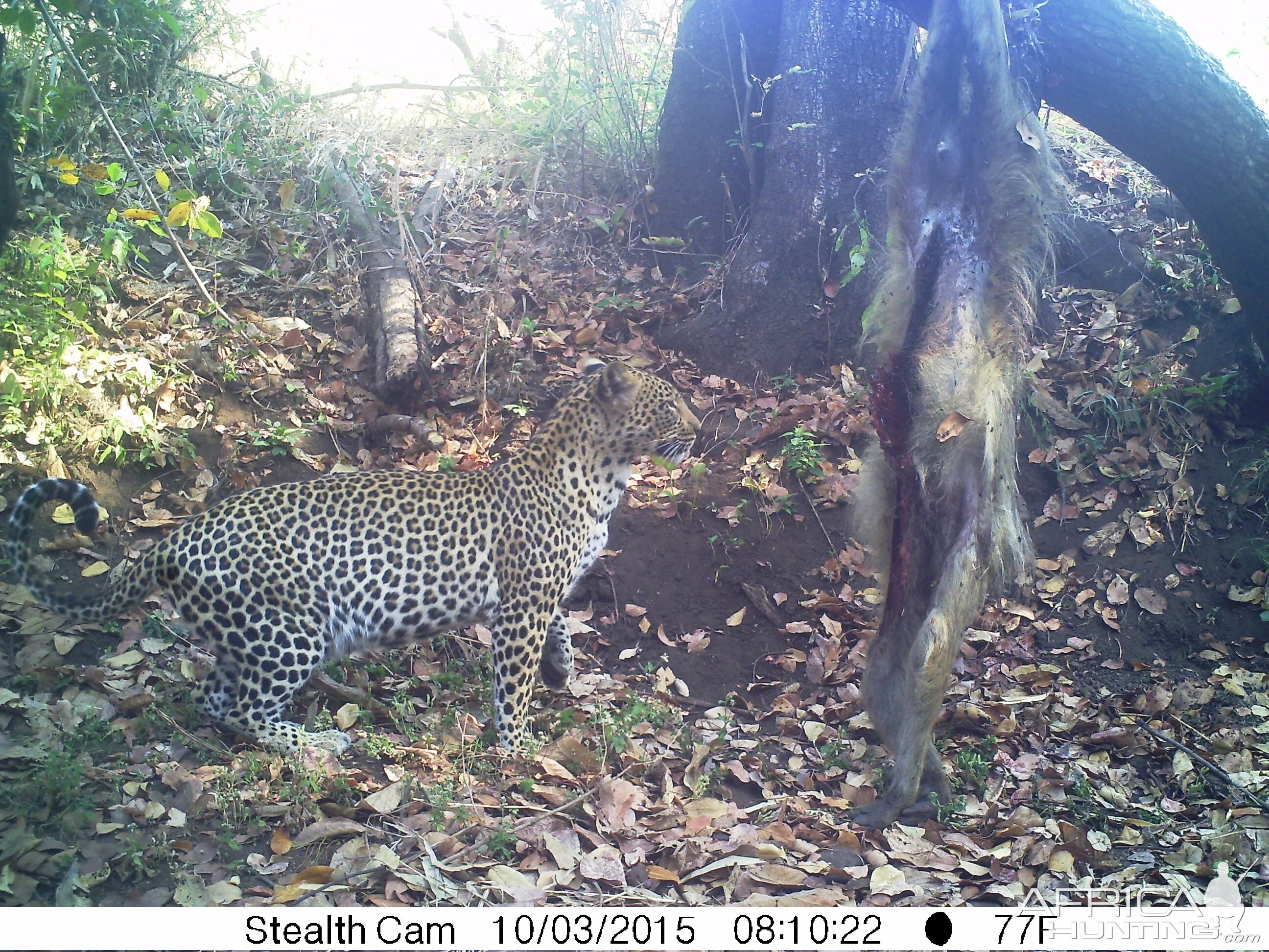 Trial Cam Leopard