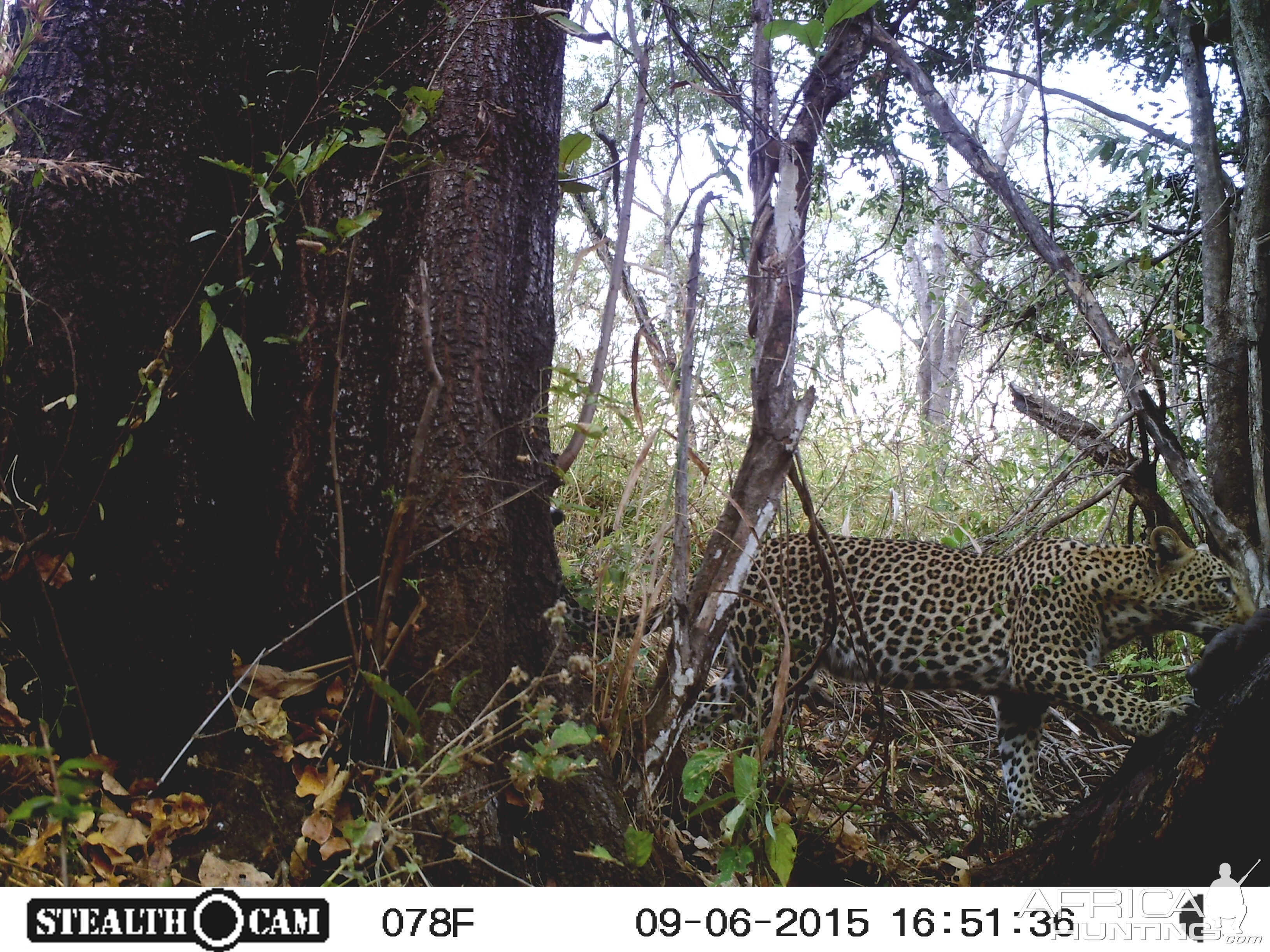 Trial Cam Leopard