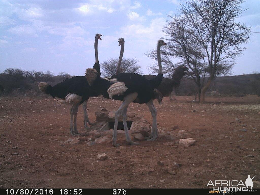 Trial Cam Ostrich