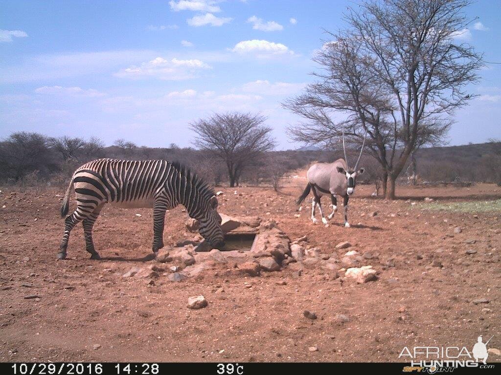 Trial Cam Zebra & Gemsbok