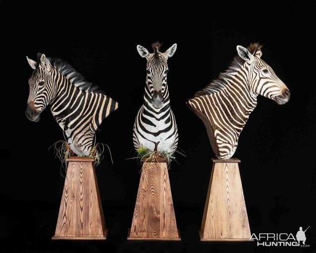 Trio Zebra Pedestal Mount Taxidermy