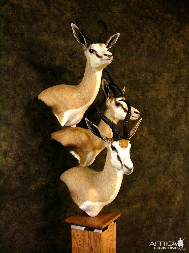 Triple Stack Springbok Taxidermy