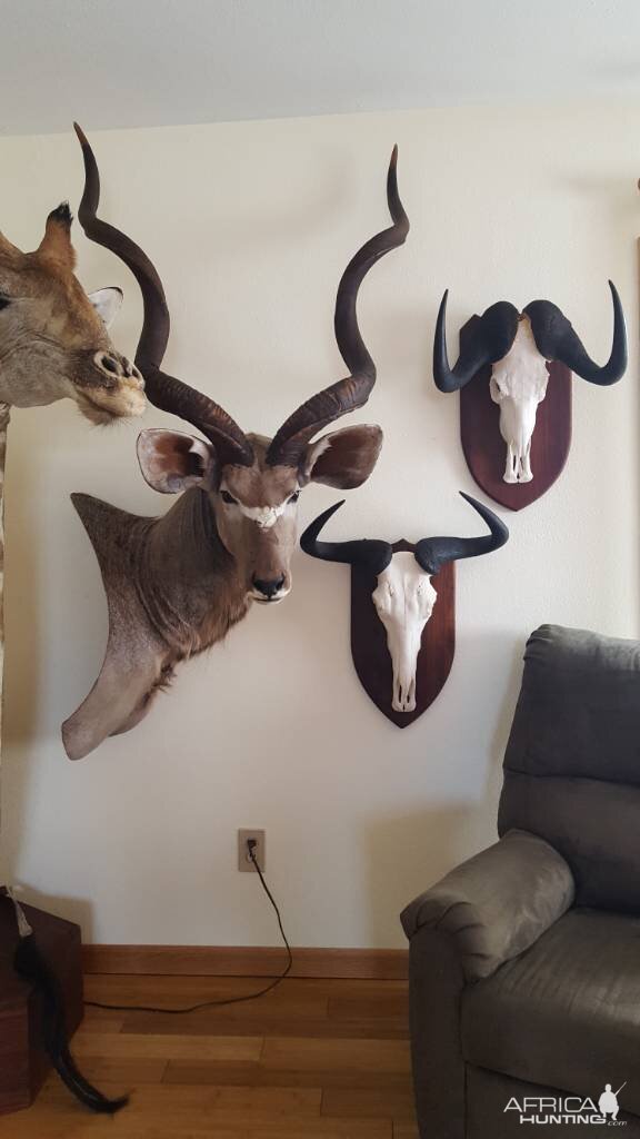 Trophies Taxidermy