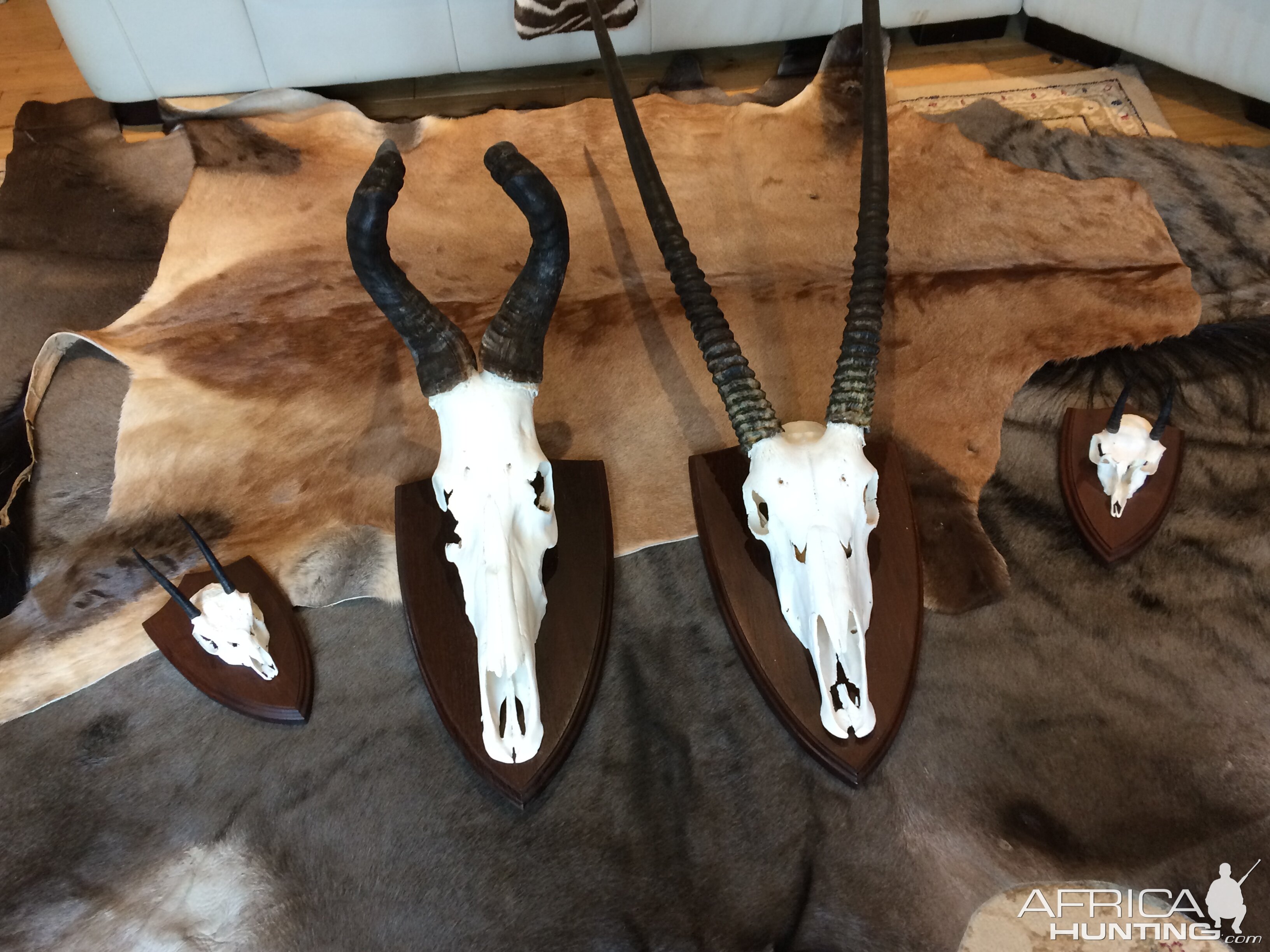 Trophies | AfricaHunting.com