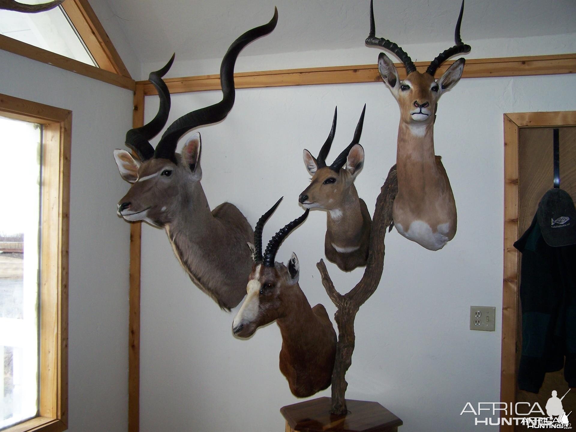 Trophies | AfricaHunting.com