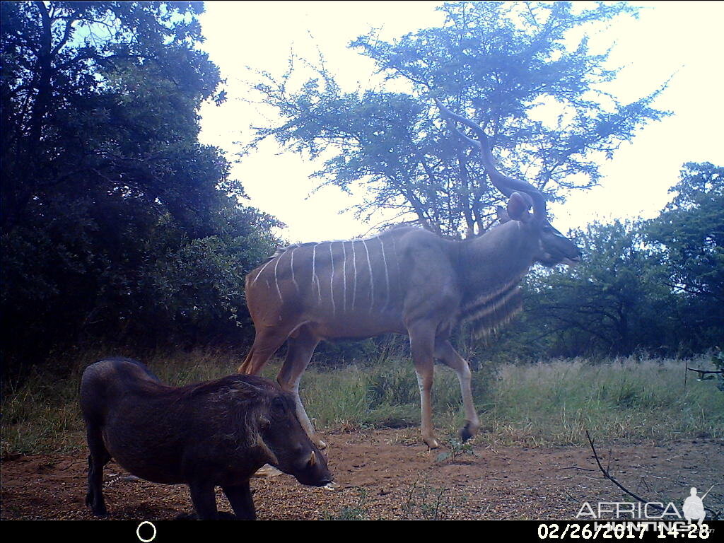 Trophy animals lurking around every corner.