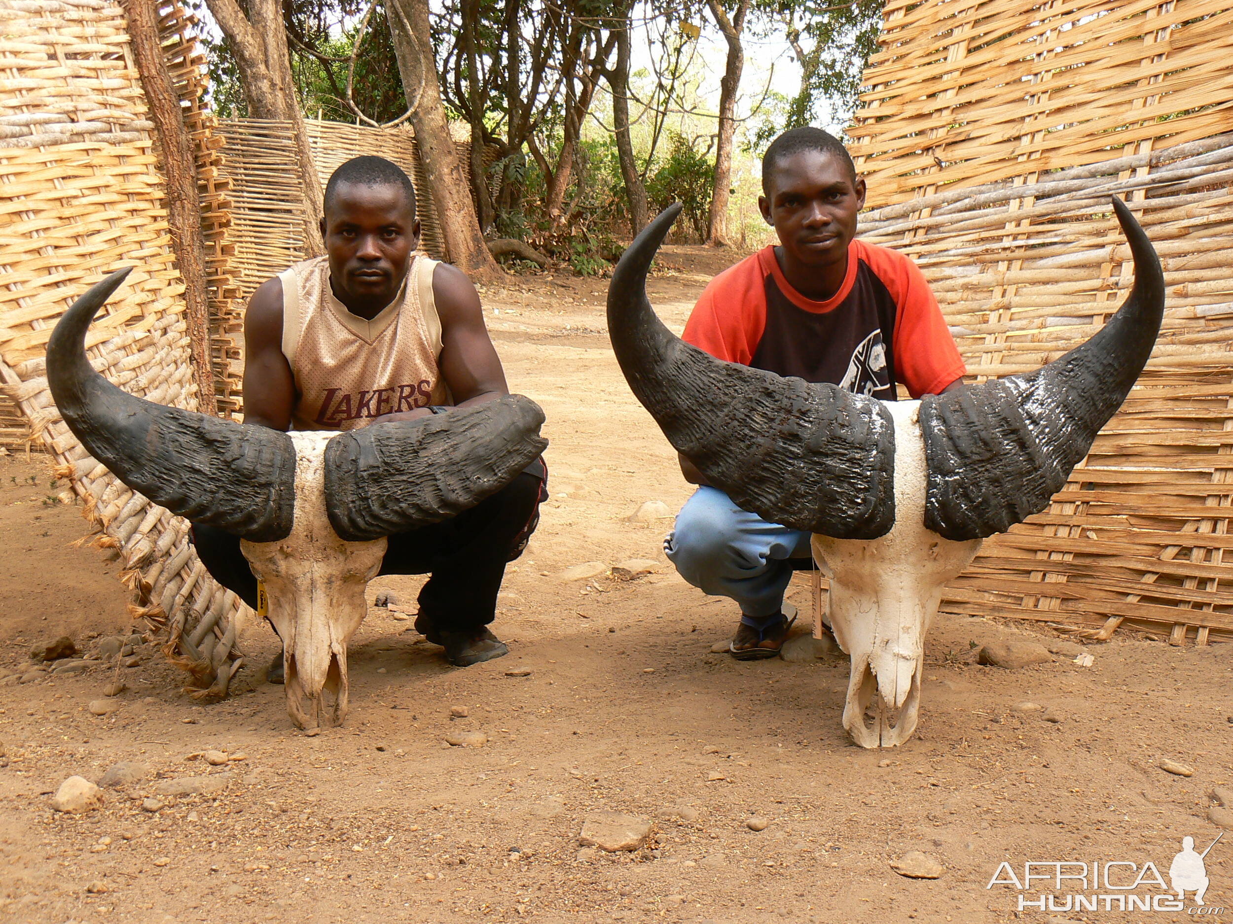 Trophy Buffalo