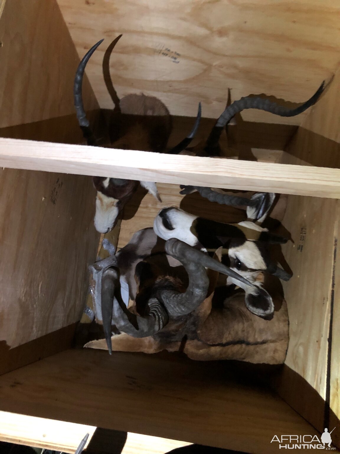Trophy Crate Taxidermy
