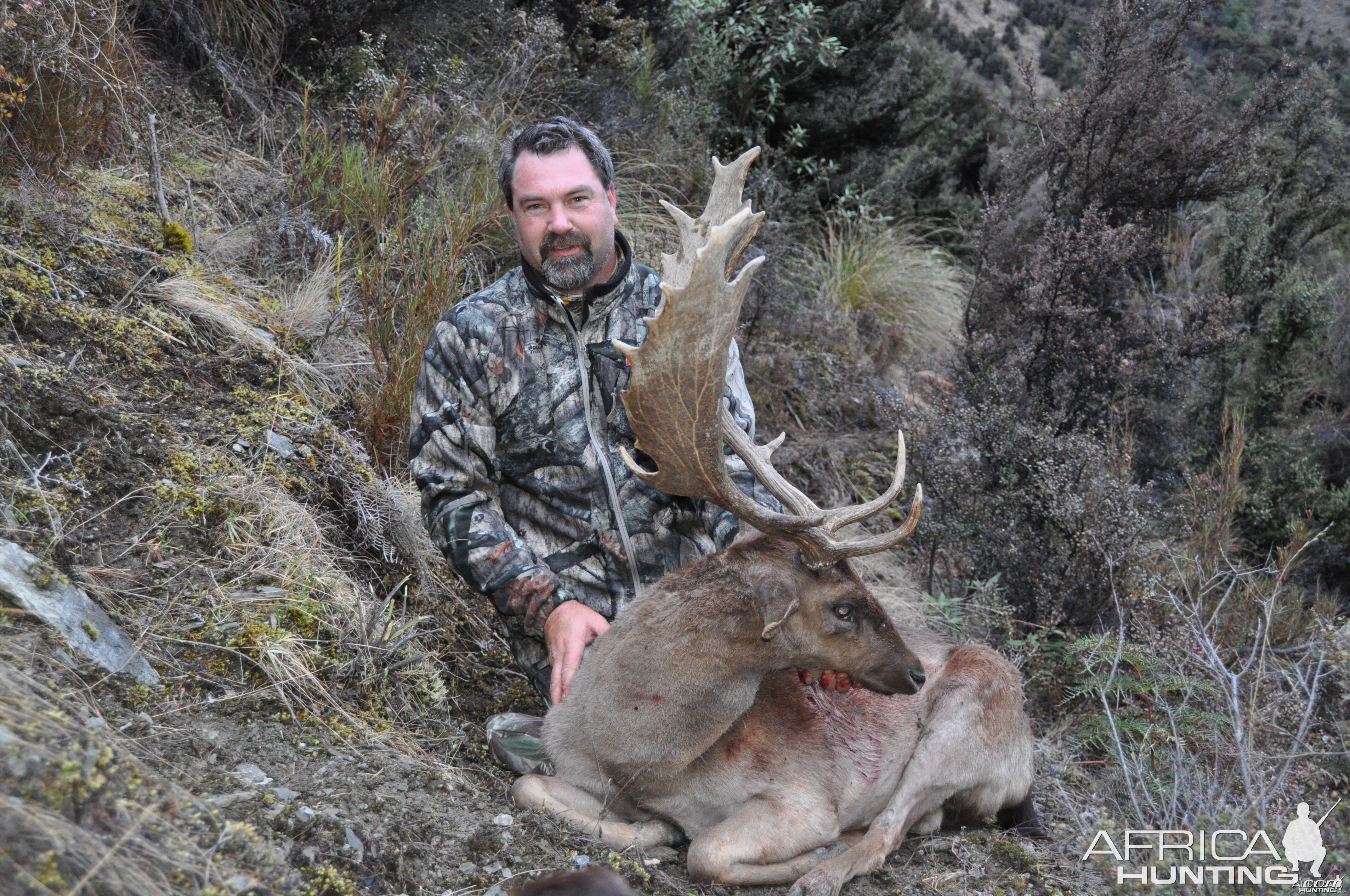 Trophy Fallow Buck