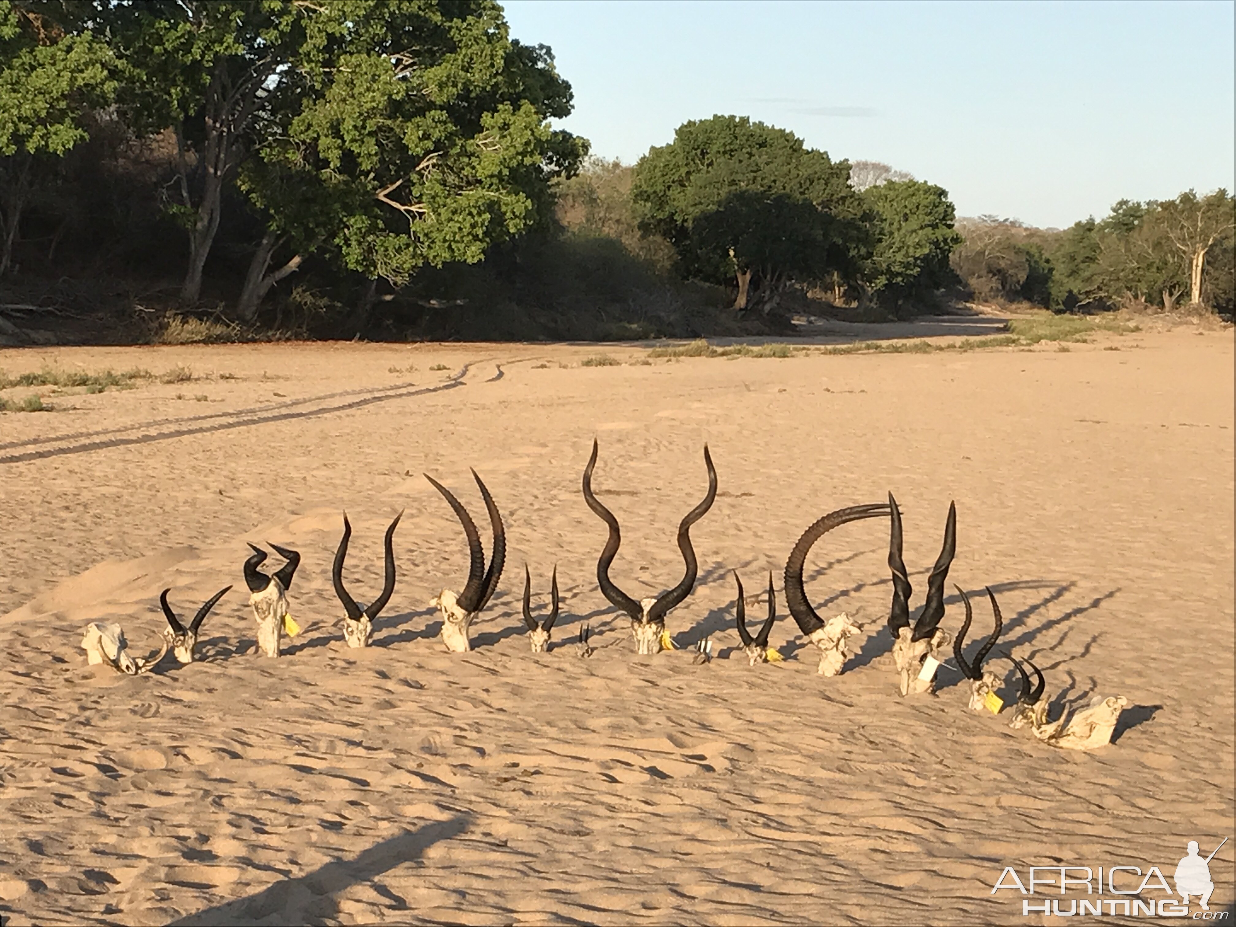 Trophy Hunt in Mozambique