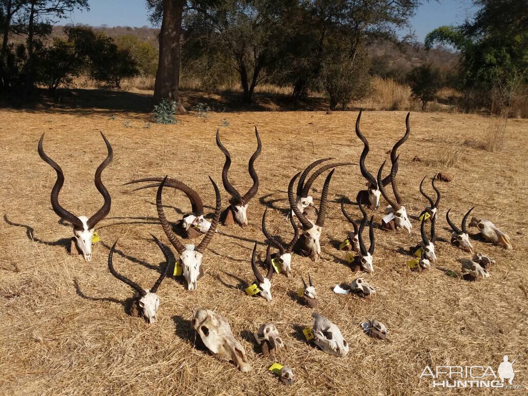 Trophy Hunt Zimbabwe