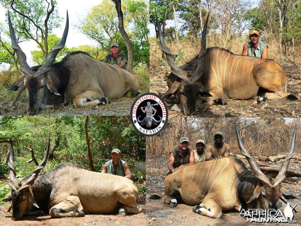 Trophy Lord Derby Eland Bulls