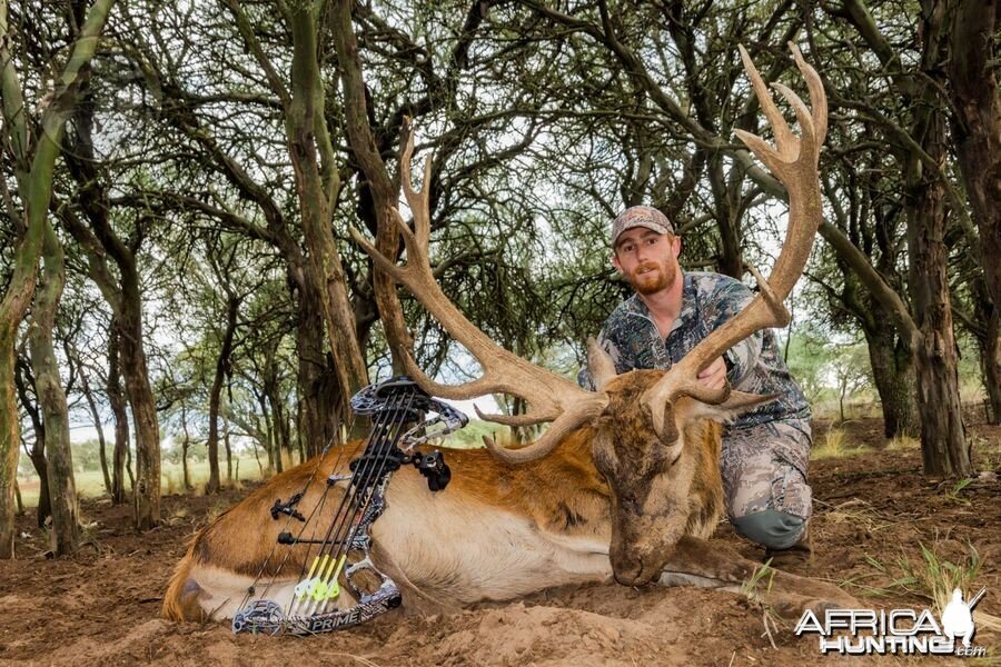 Trophy Red Stag - Poitahue Hunting Ranch