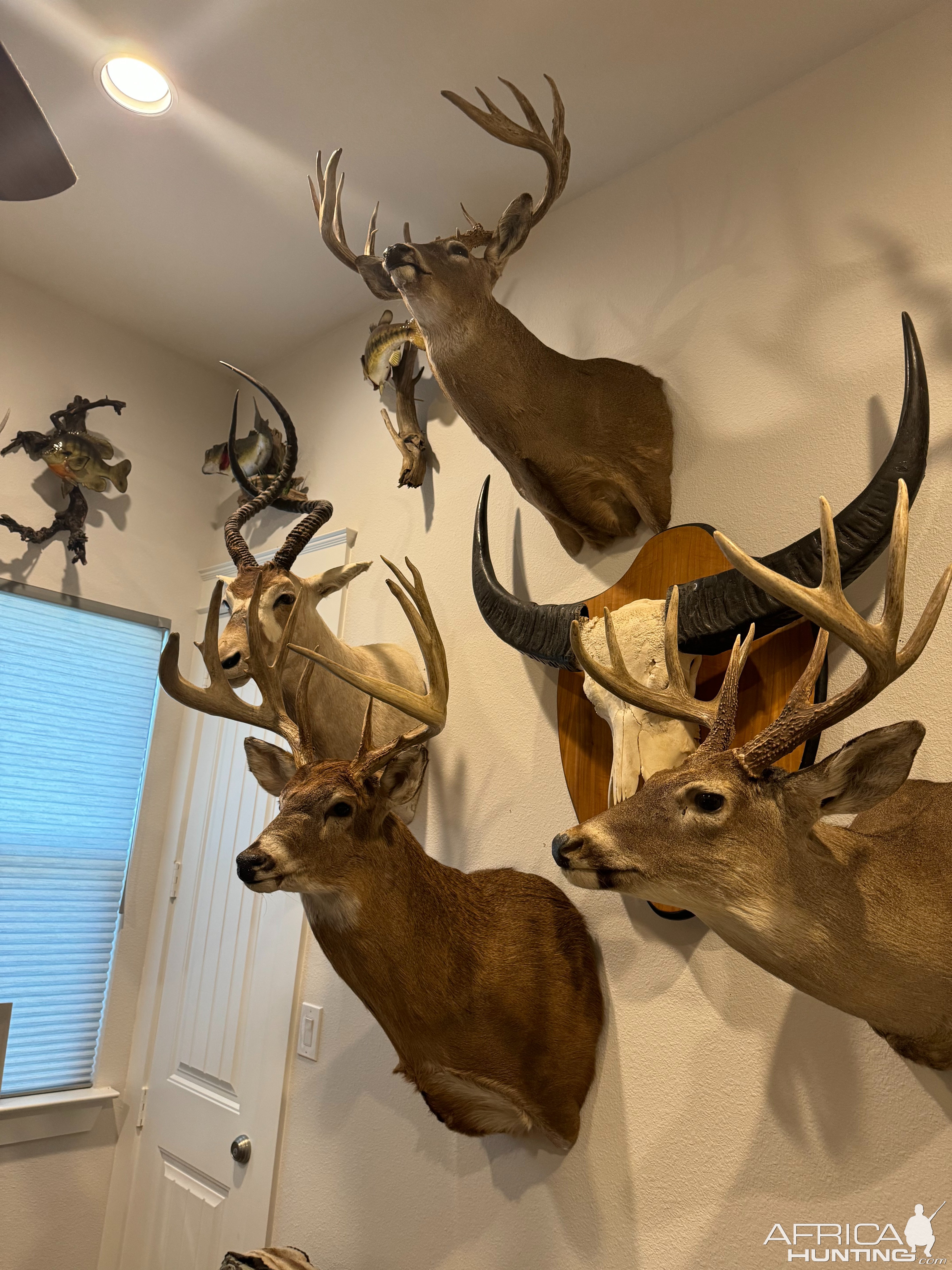 Trophy Room