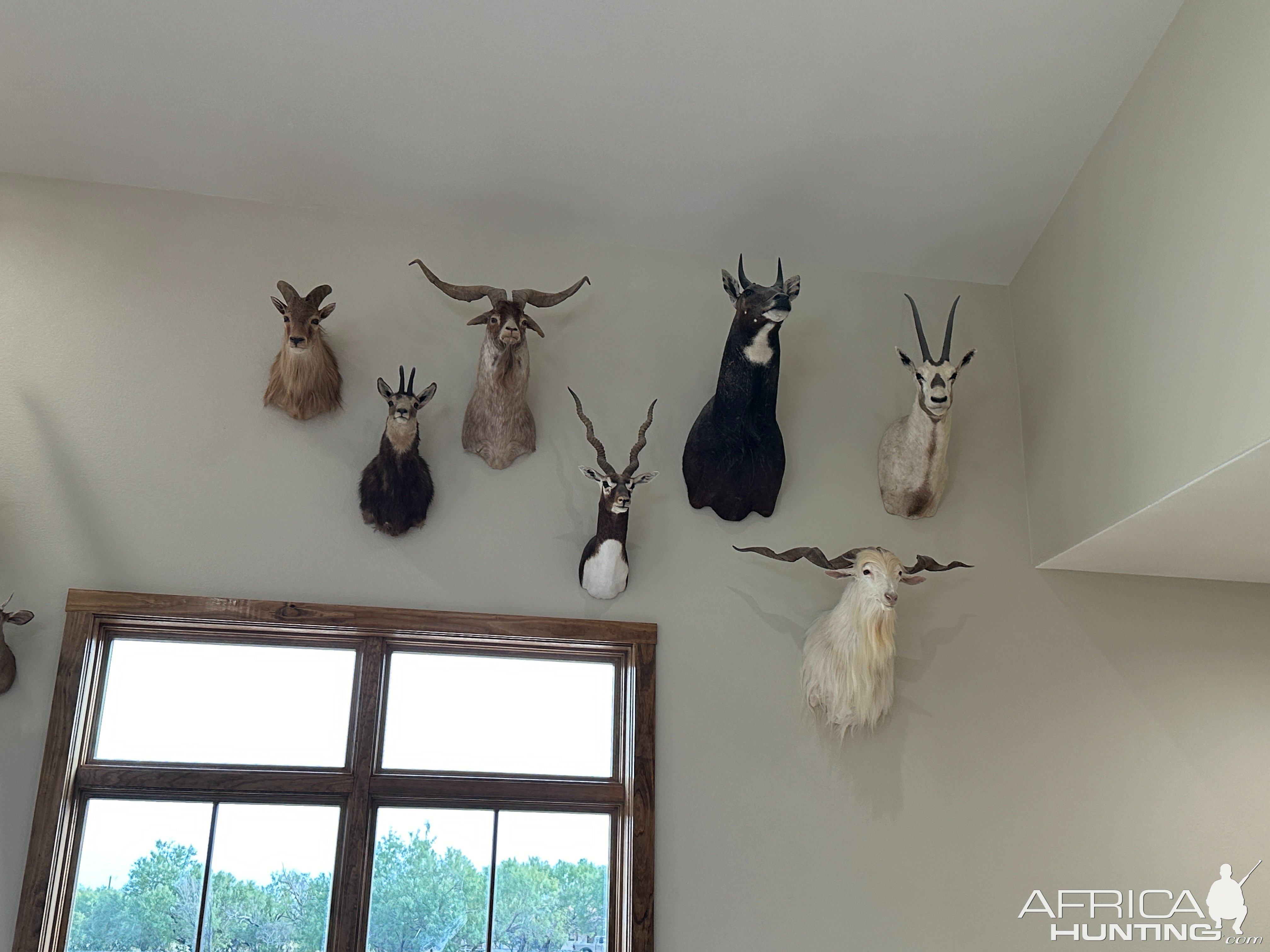 Trophy Room