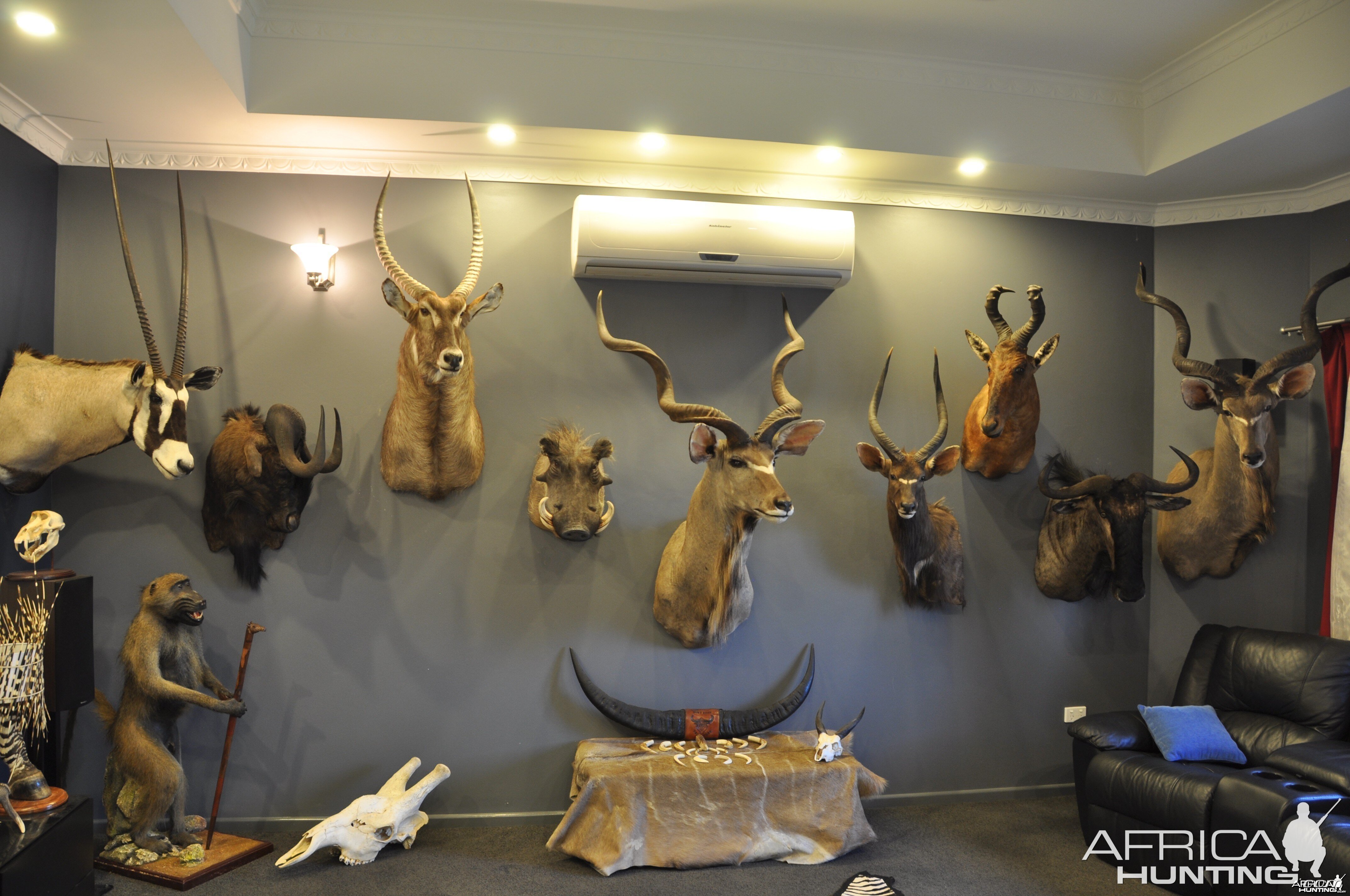 trophy room | AfricaHunting.com