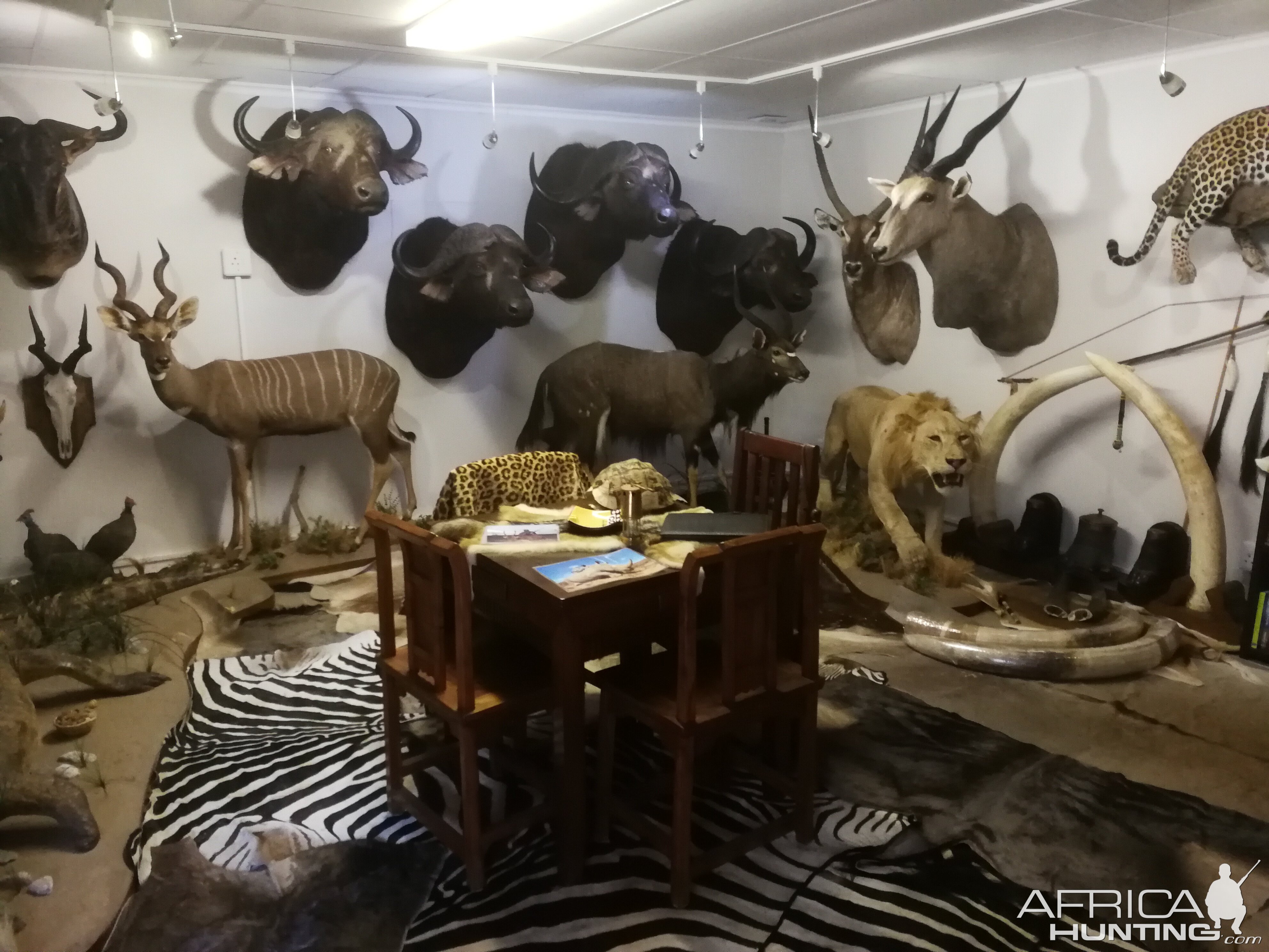 Trophy Room | AfricaHunting.com