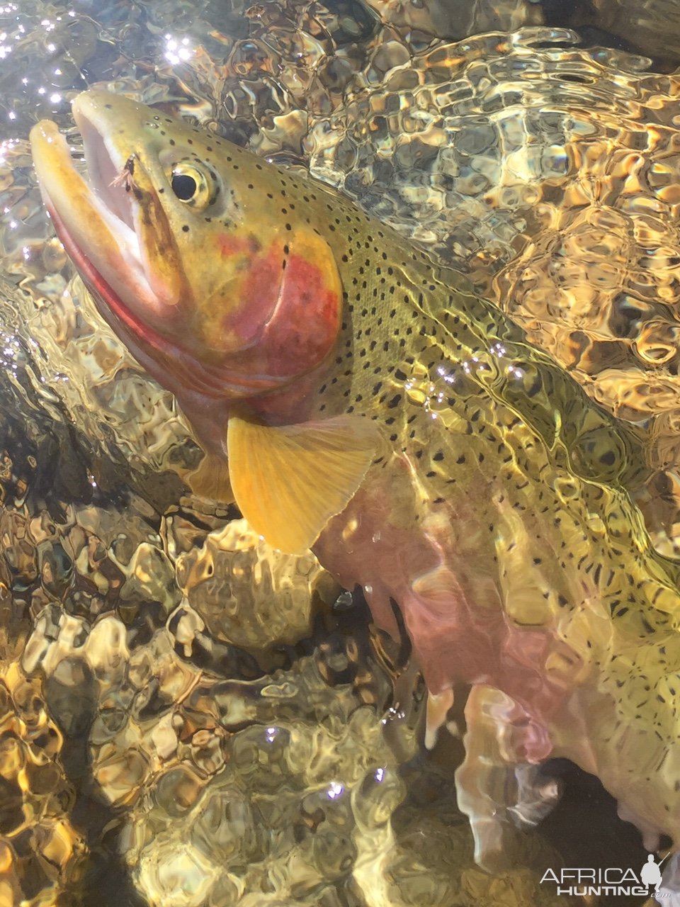 Trout