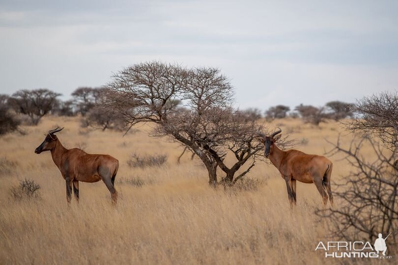 Tsessebe Northen Cape South Africa