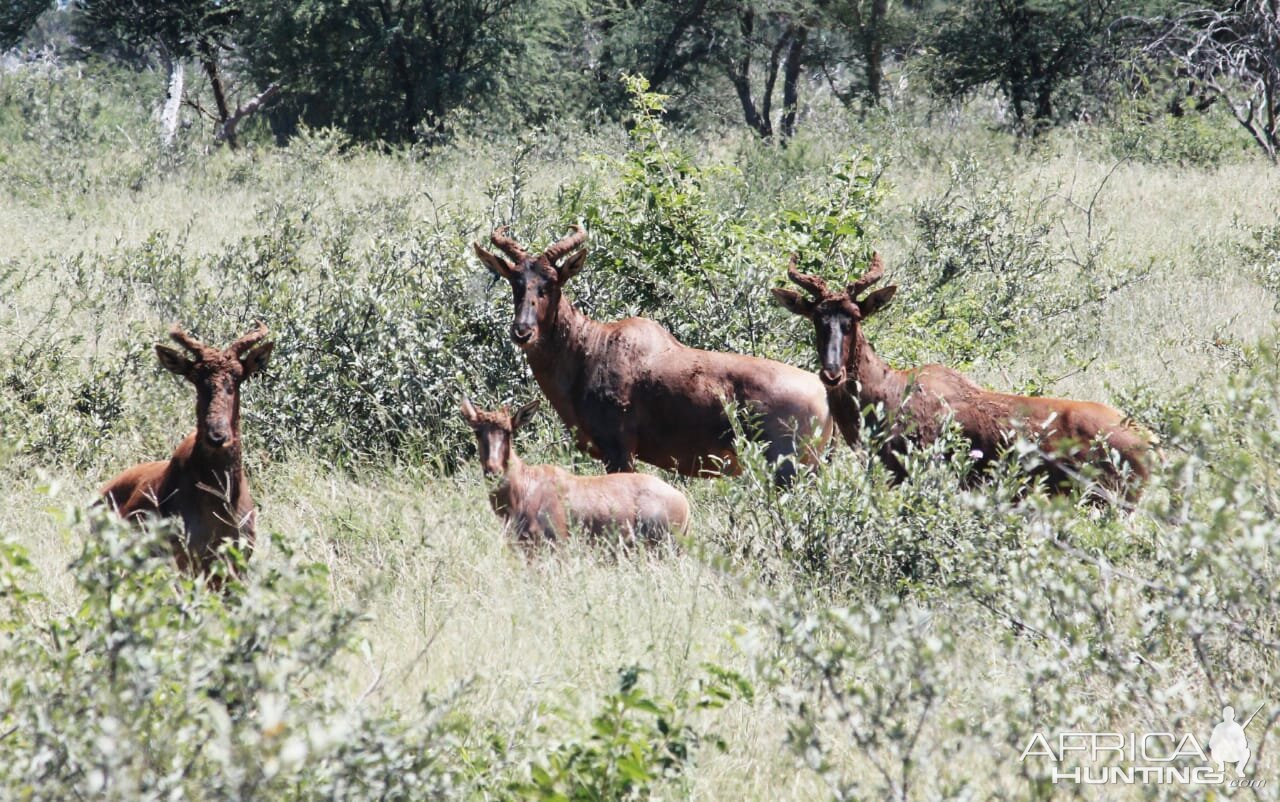 Tsessebe South Africa