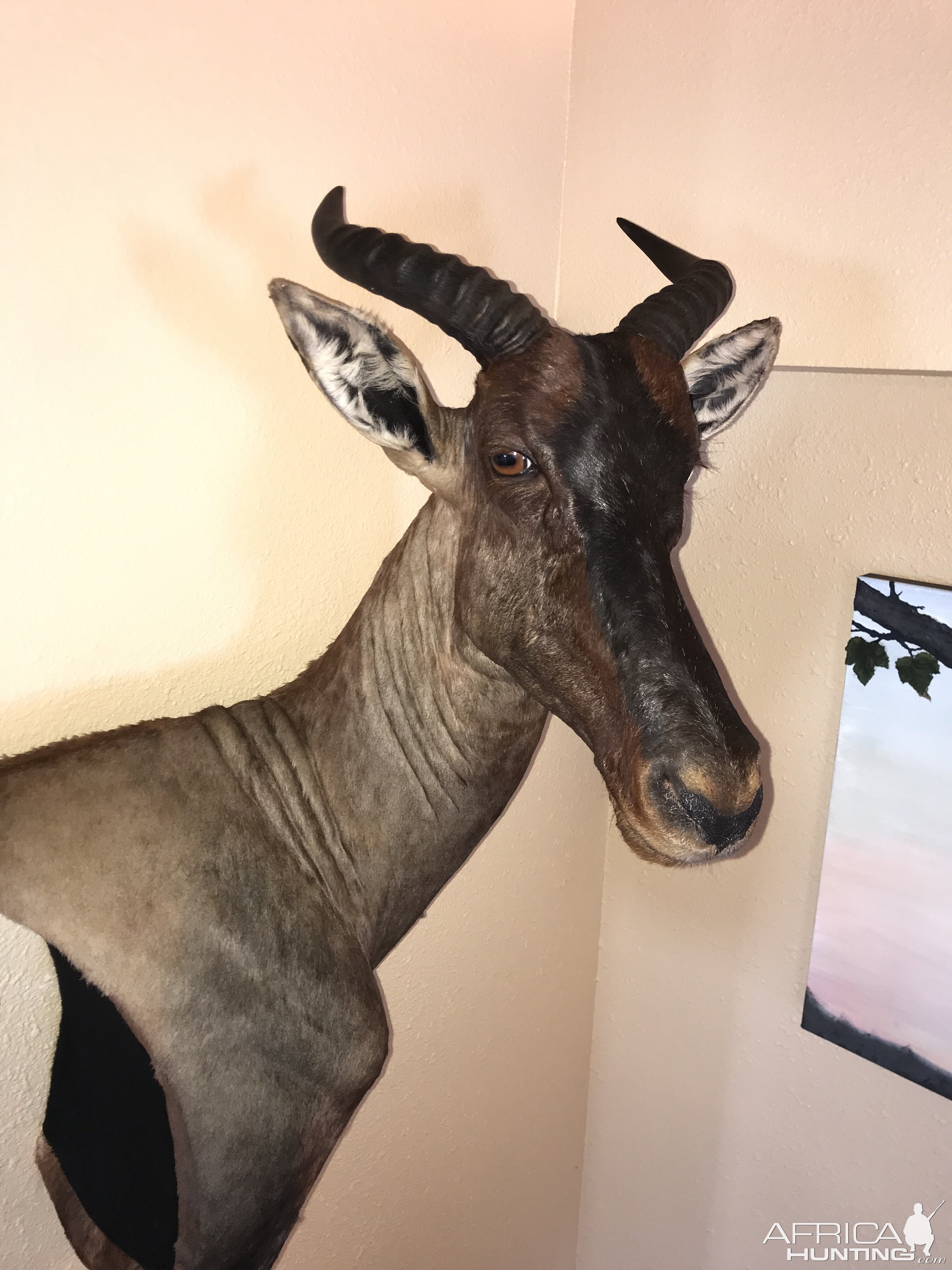 Tsessebe Wall Mount Taxidermy