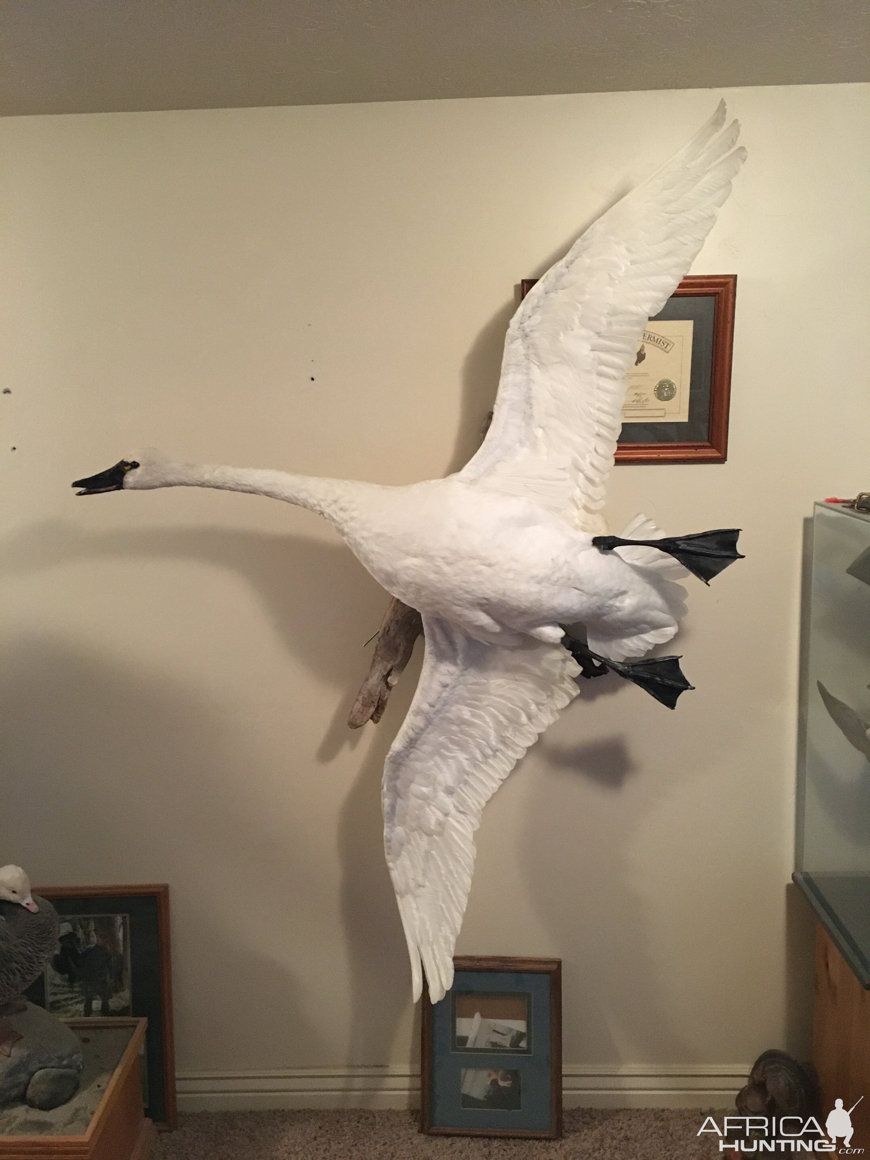 Tundra Swan Full Mount Taxidermy