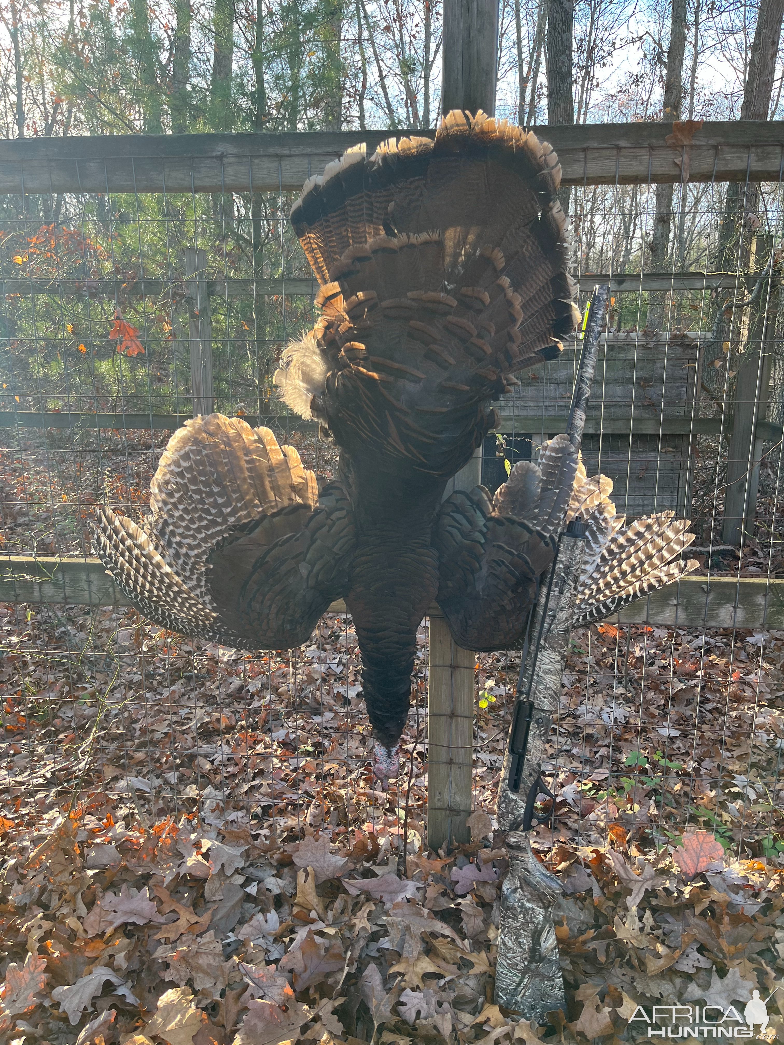 Turkey Hunting