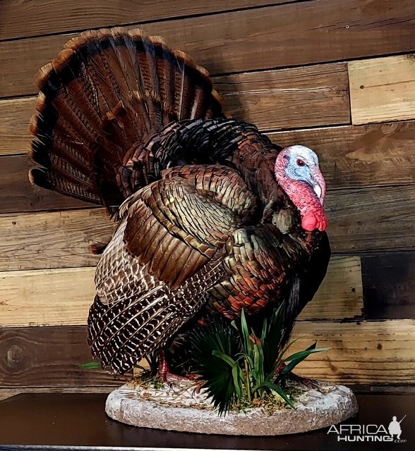 Turkey Mount Taxidermy