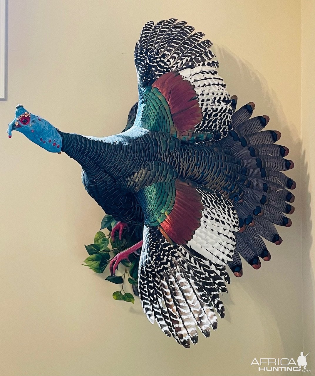 Turkey Mount Taxidermy