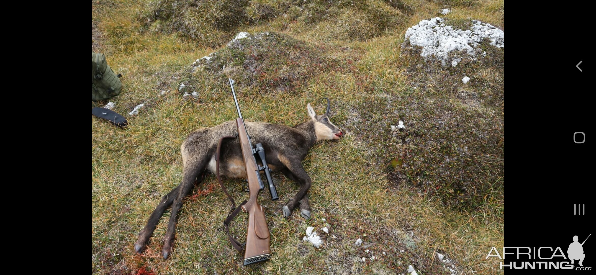 Tuscany Hunt Chamois