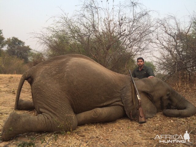 Tuskless Elephant hunt Zimbabwe