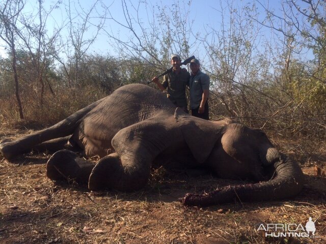 Tuskless Elephant hunt Zimbabwe