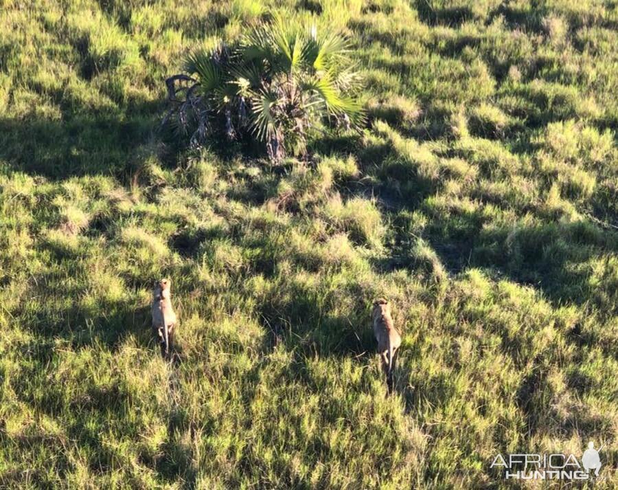 Twenty Four Lions reintroduced to Zambeze Delta of Mozambique